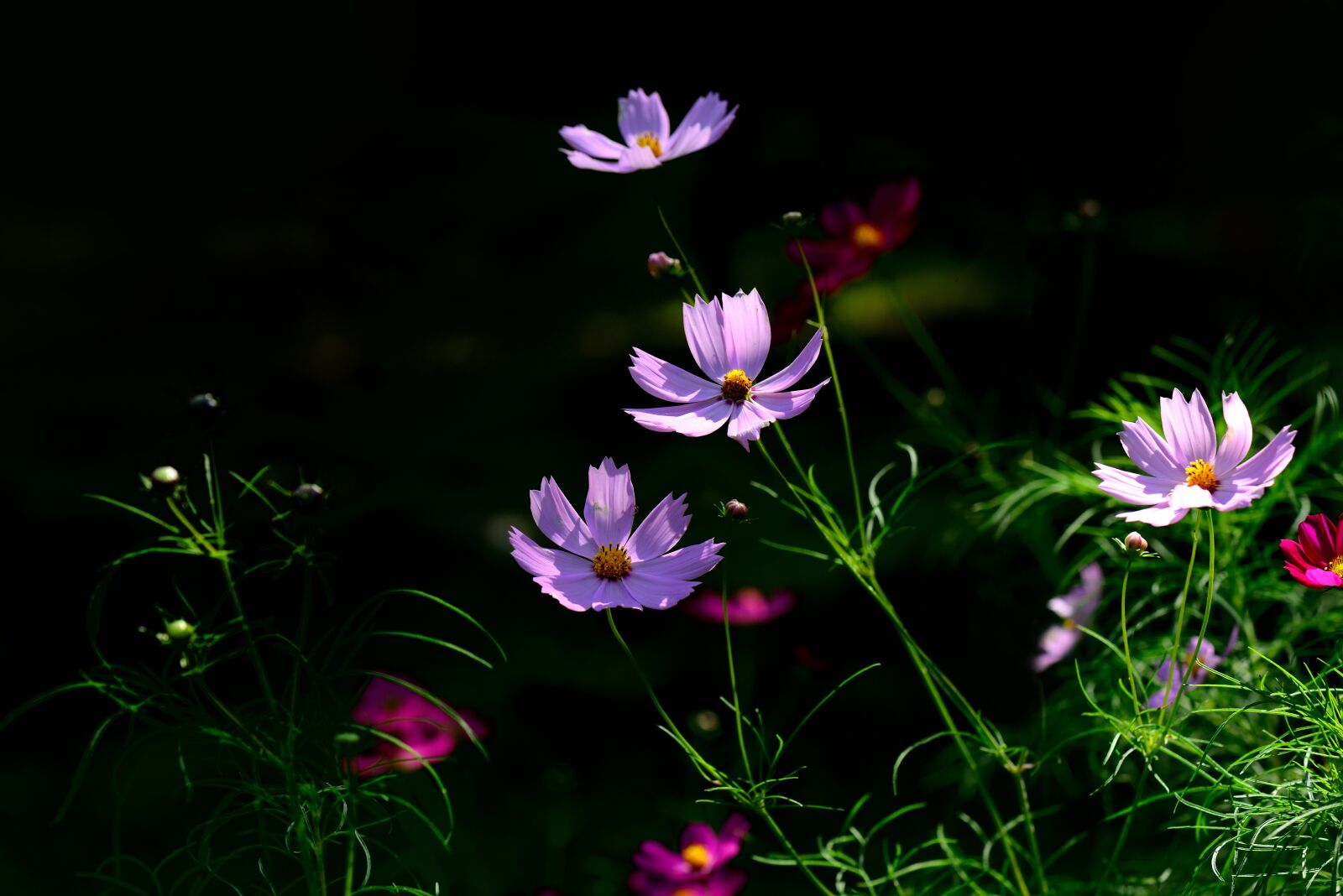 Nikon D800 sample photo. Autumn, plants, common cosmos photography
