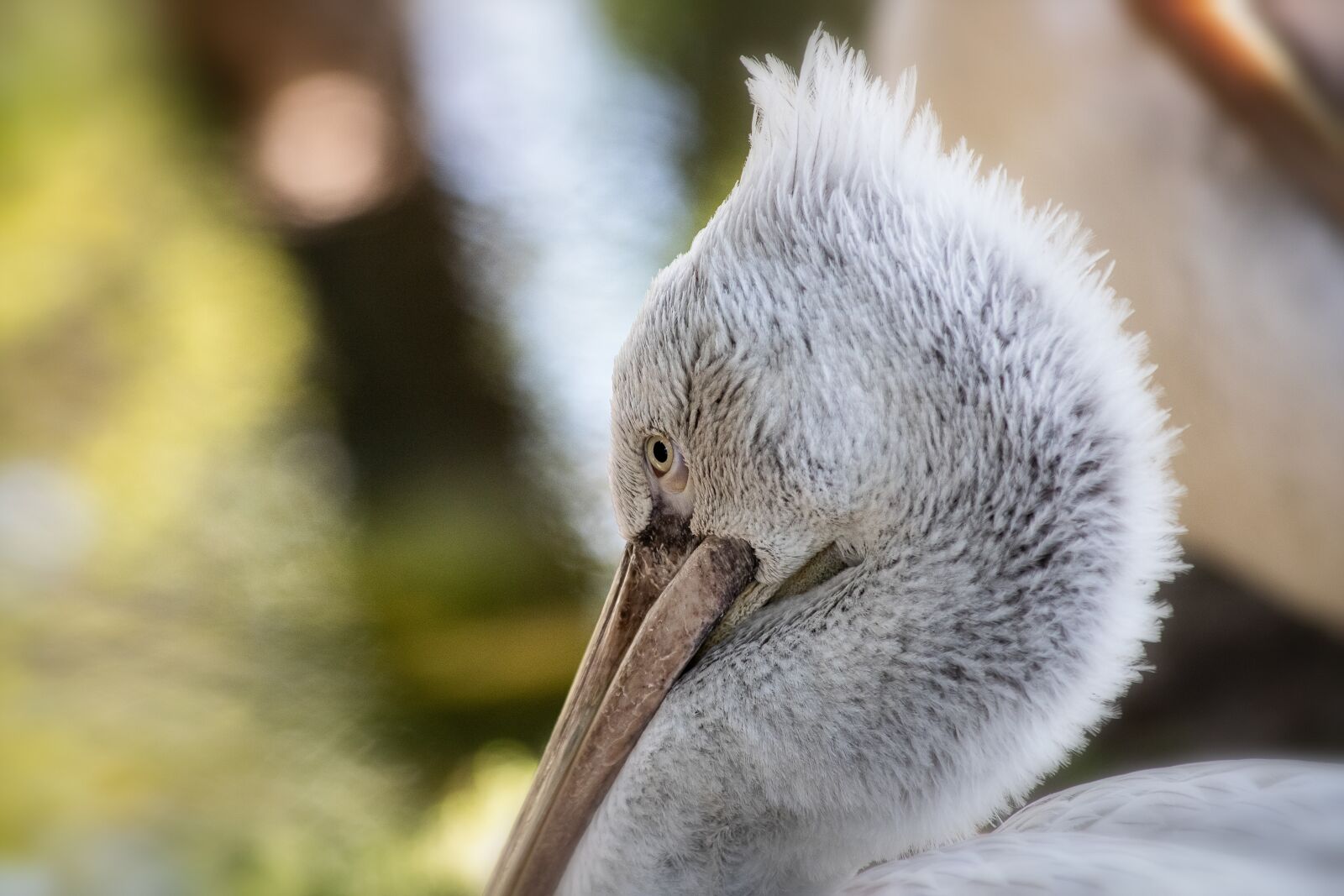 Canon EF 70-300mm F4-5.6 IS USM sample photo. Pelikan, bird, animal photography