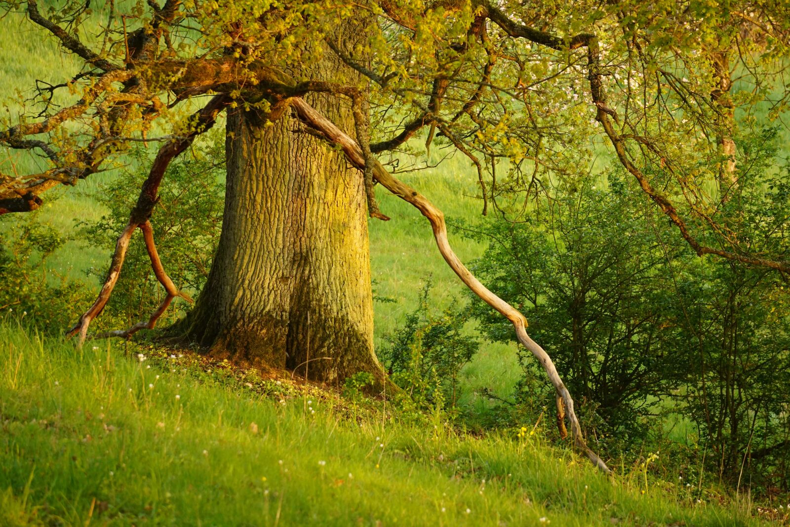 Sony E 55-210mm F4.5-6.3 OSS sample photo. Tree, green, forest photography