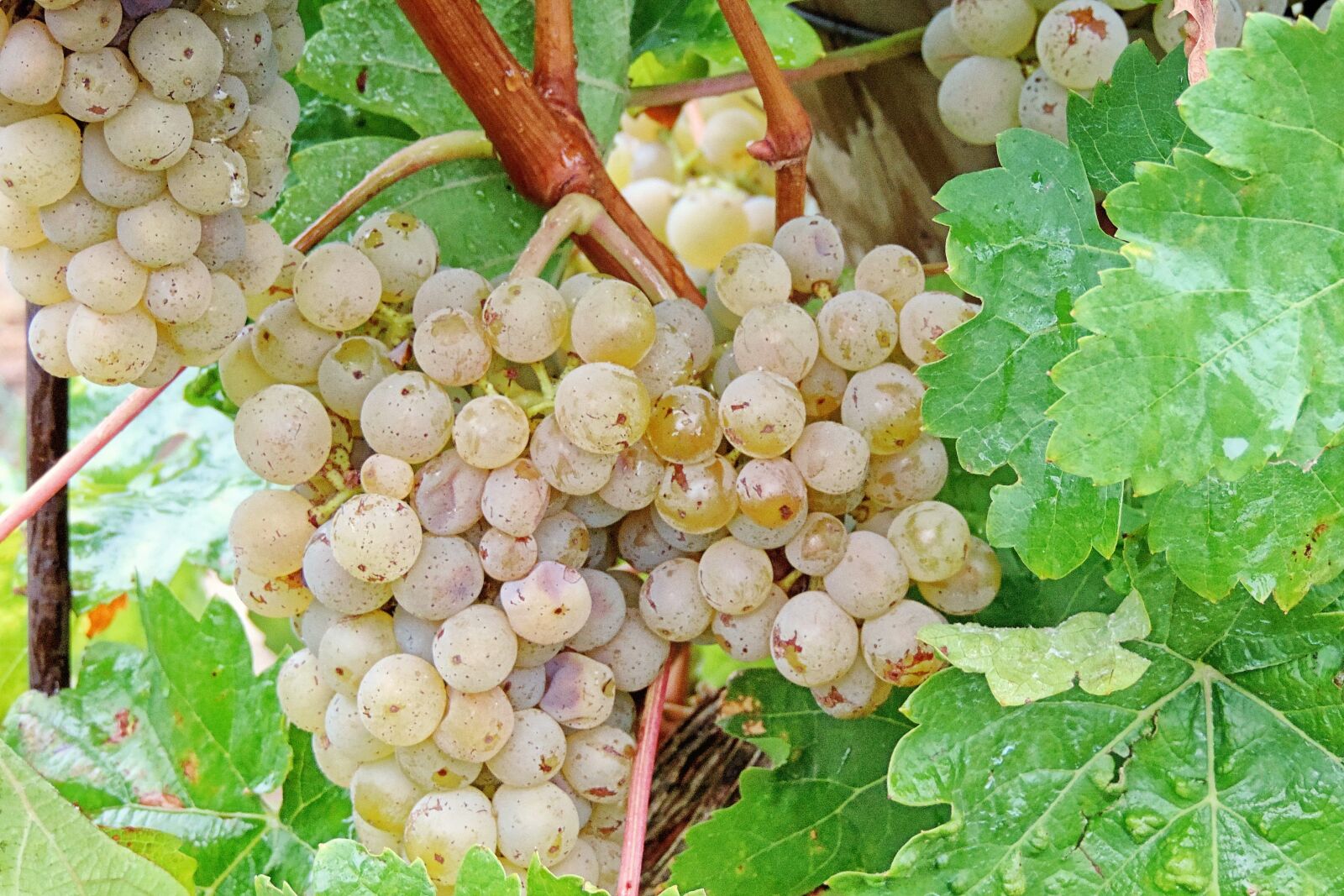 Nikon Coolpix P520 sample photo. Grapes, raindrop, green grapes photography