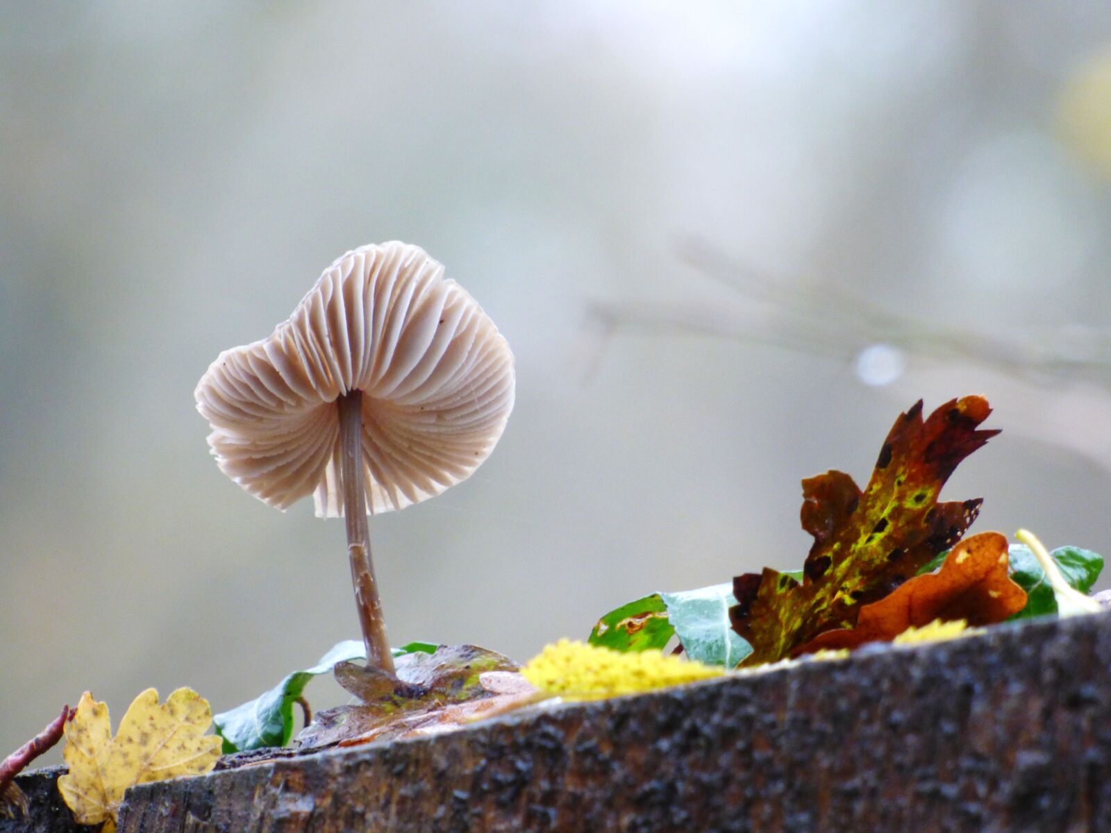 Panasonic DMC-FZ72 sample photo. Fungus, forest, strain photography
