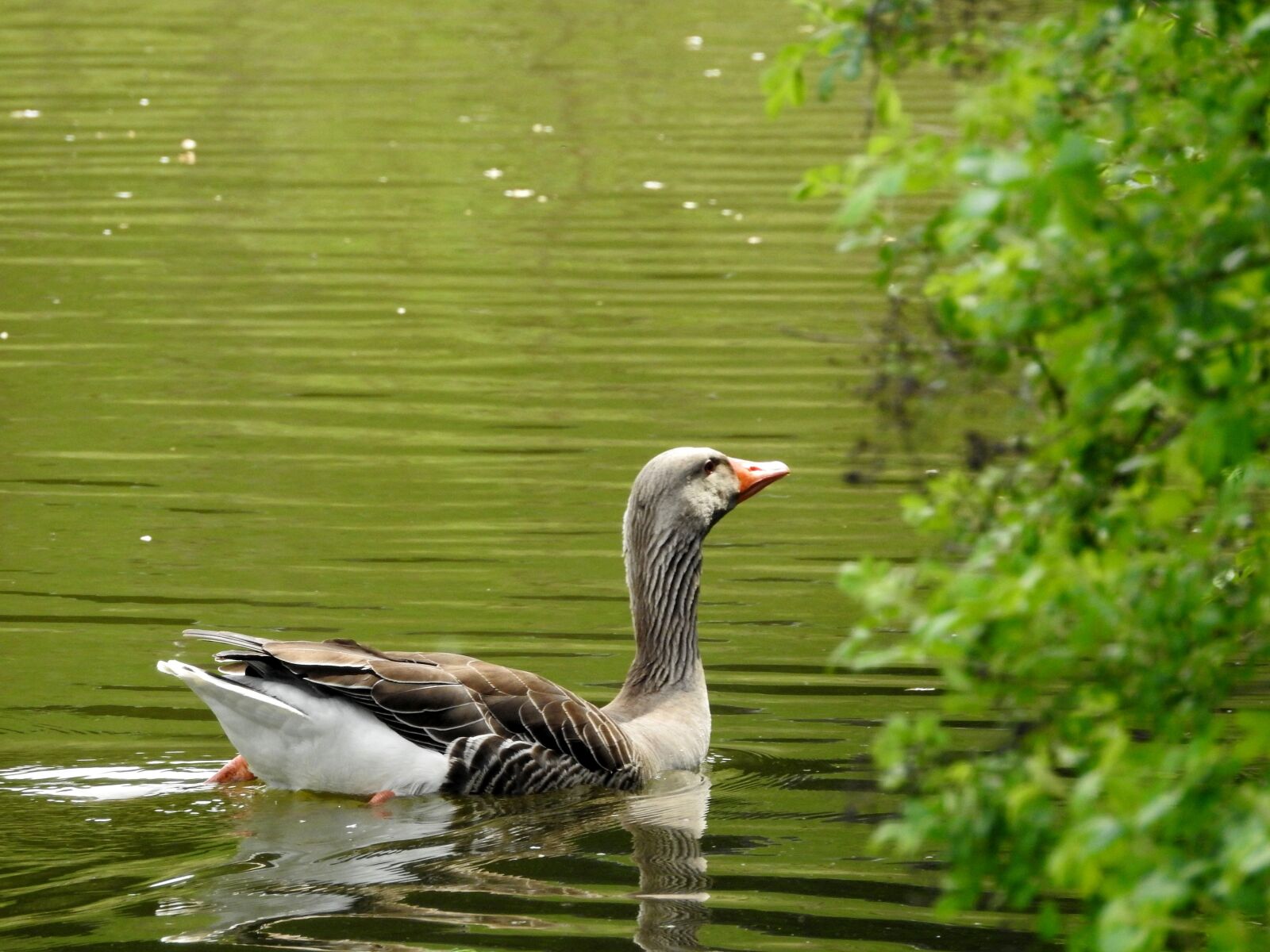 Nikon Coolpix P900 sample photo. Goose, water bird, nature photography