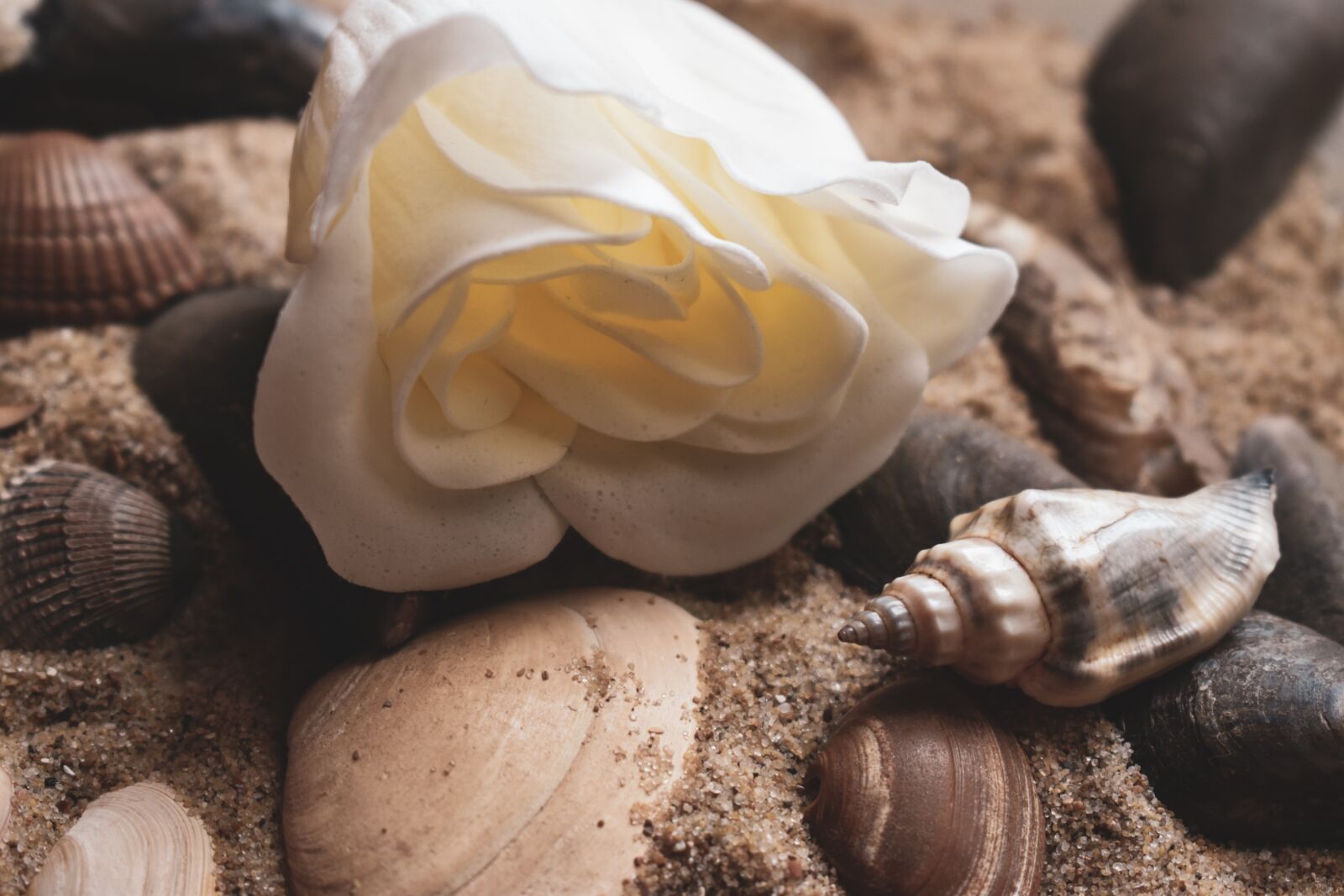 Nikon D5500 sample photo. Rose, snail, shells photography