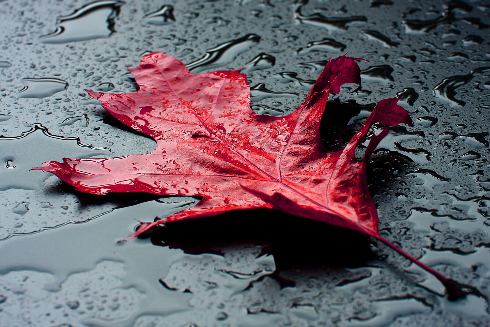 Canon EOS 40D sample photo. Nature, seasons, autumn photography