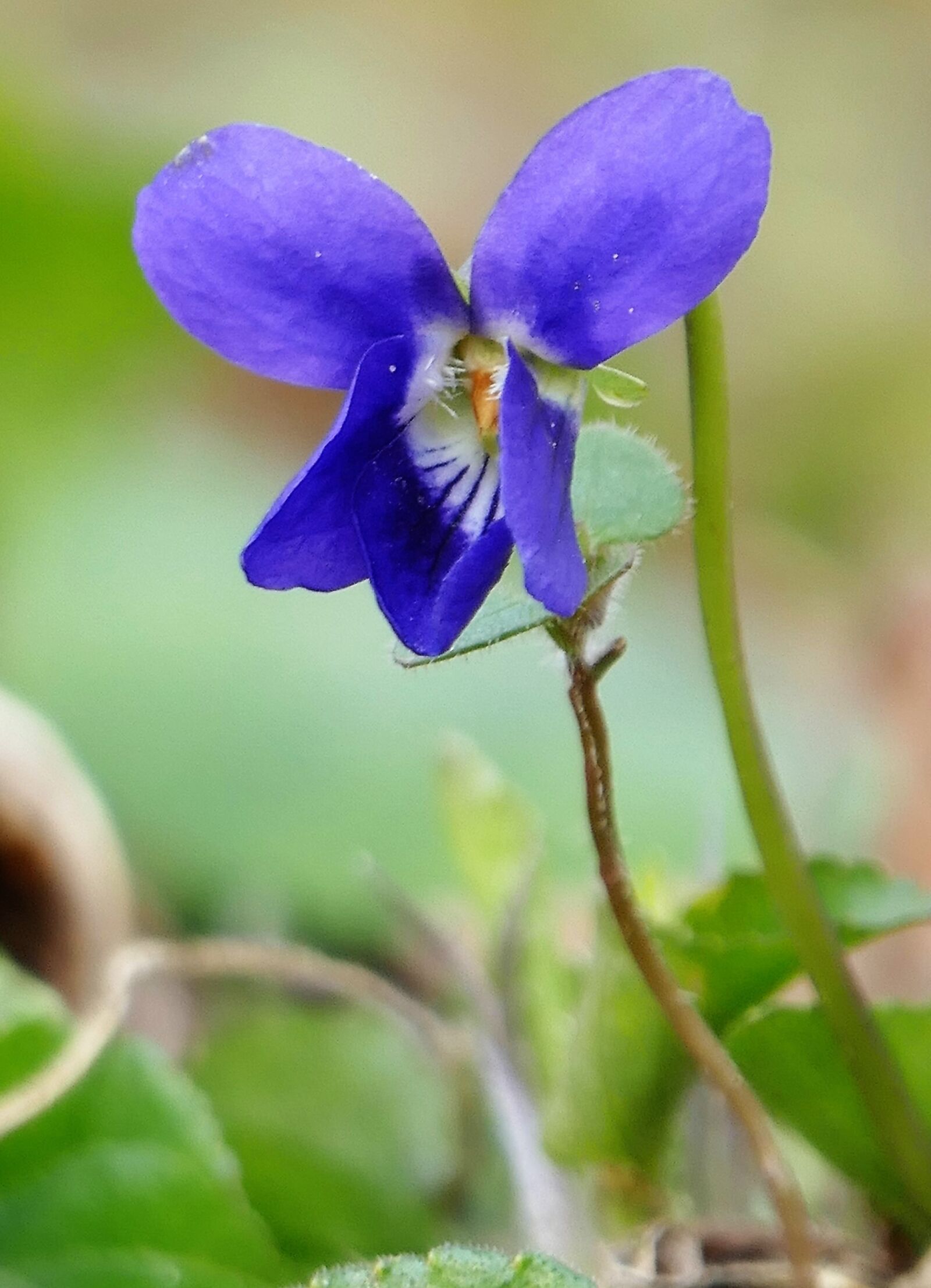 Panasonic Lumix DMC-FZ1000 sample photo. Nature, flower, violet photography