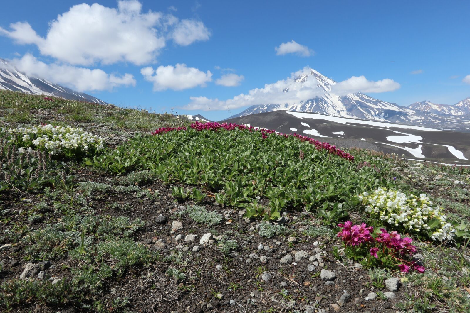 Canon PowerShot G1 X Mark III sample photo. Rhododendrons flowers, volcanoes, mountains photography