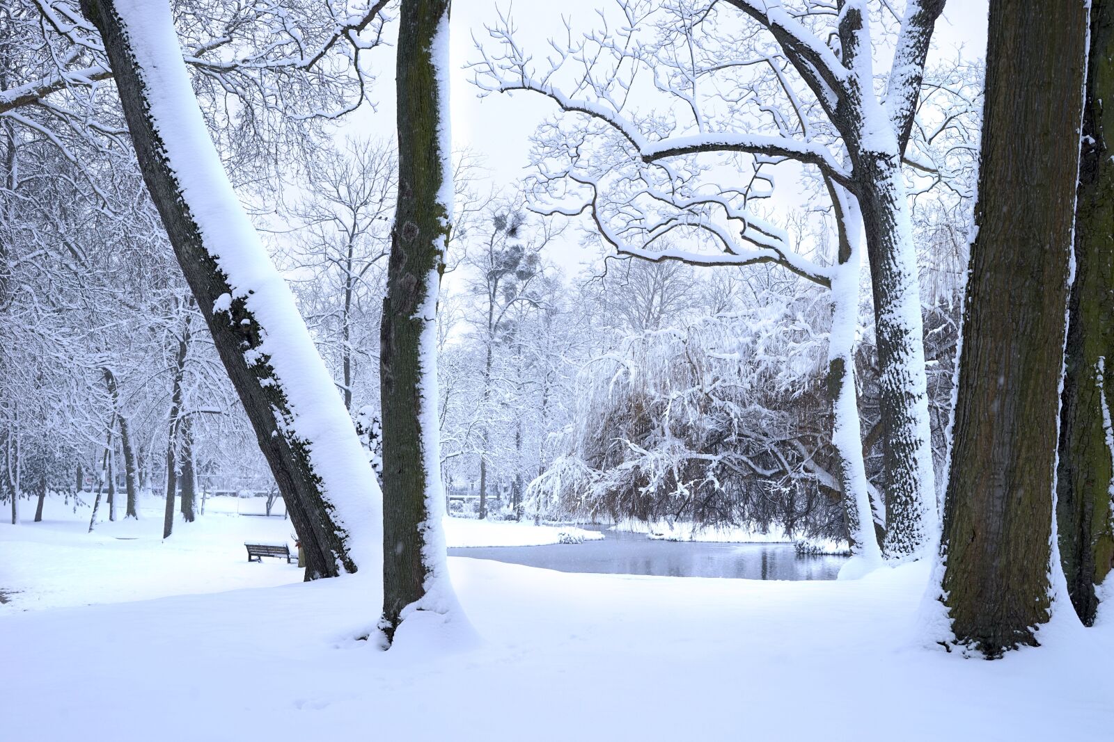Sony a7 + Sony FE 50mm F1.8 sample photo. Winter, snow, cold photography
