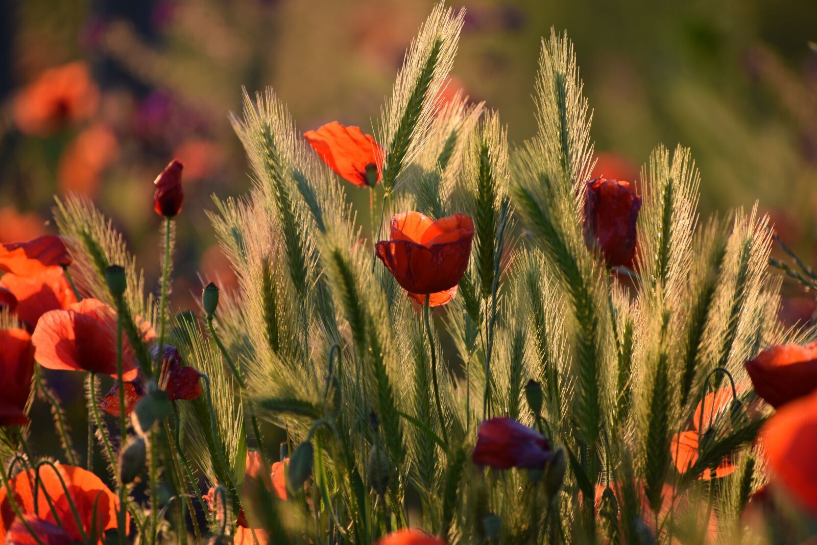 Nikon D3300 sample photo. Red poppys, blooming, grass photography