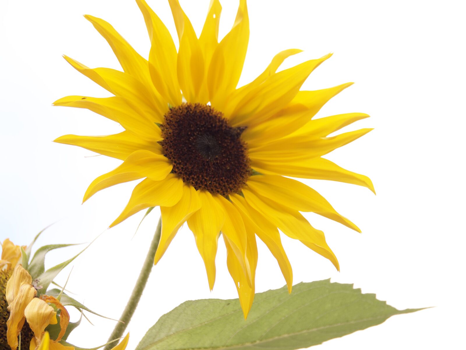 Panasonic Lumix DMC-G5 sample photo. Sunflower, flower, affection photography