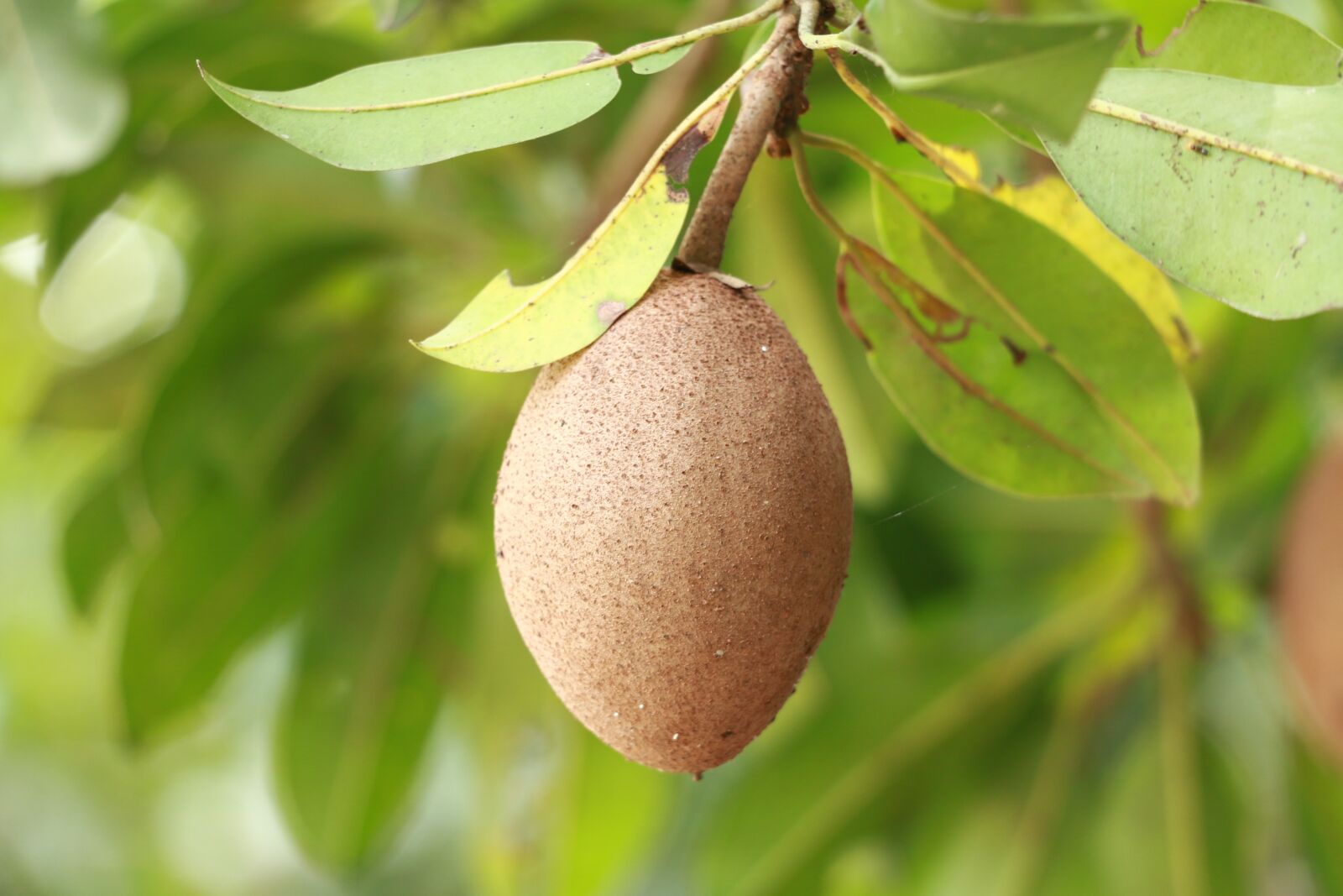 Canon EOS 70D sample photo. Sapodilla, fruit, food photography
