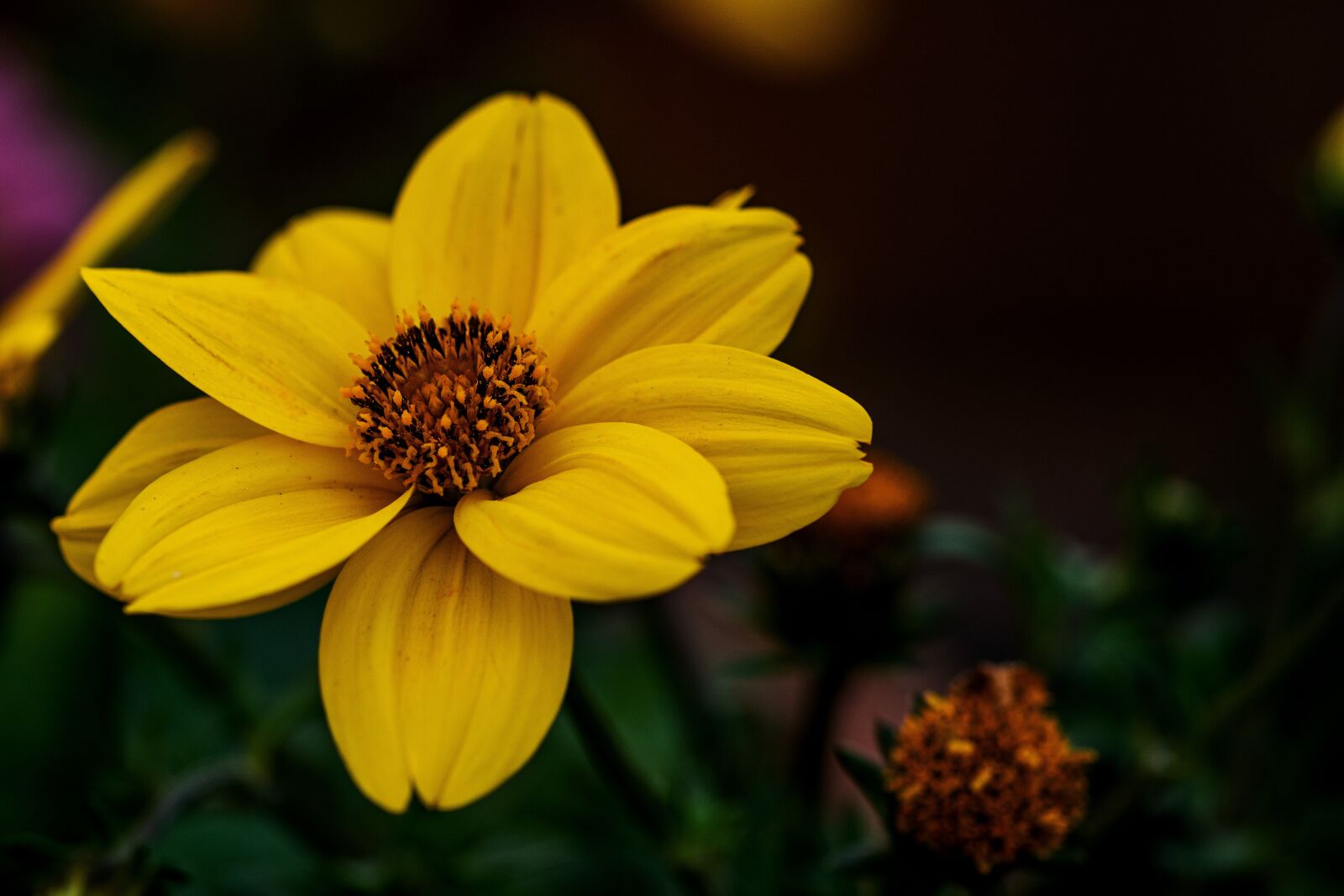 Nikon D7100 sample photo. Flower, nature, spring photography