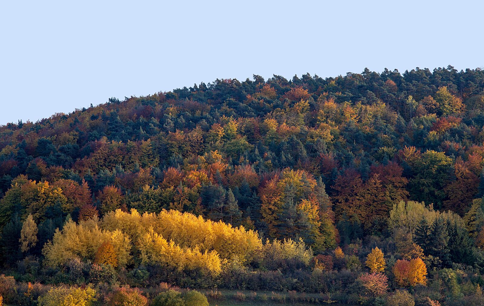 Canon EOS 7D sample photo. Autumn, leaves, fall leaves photography