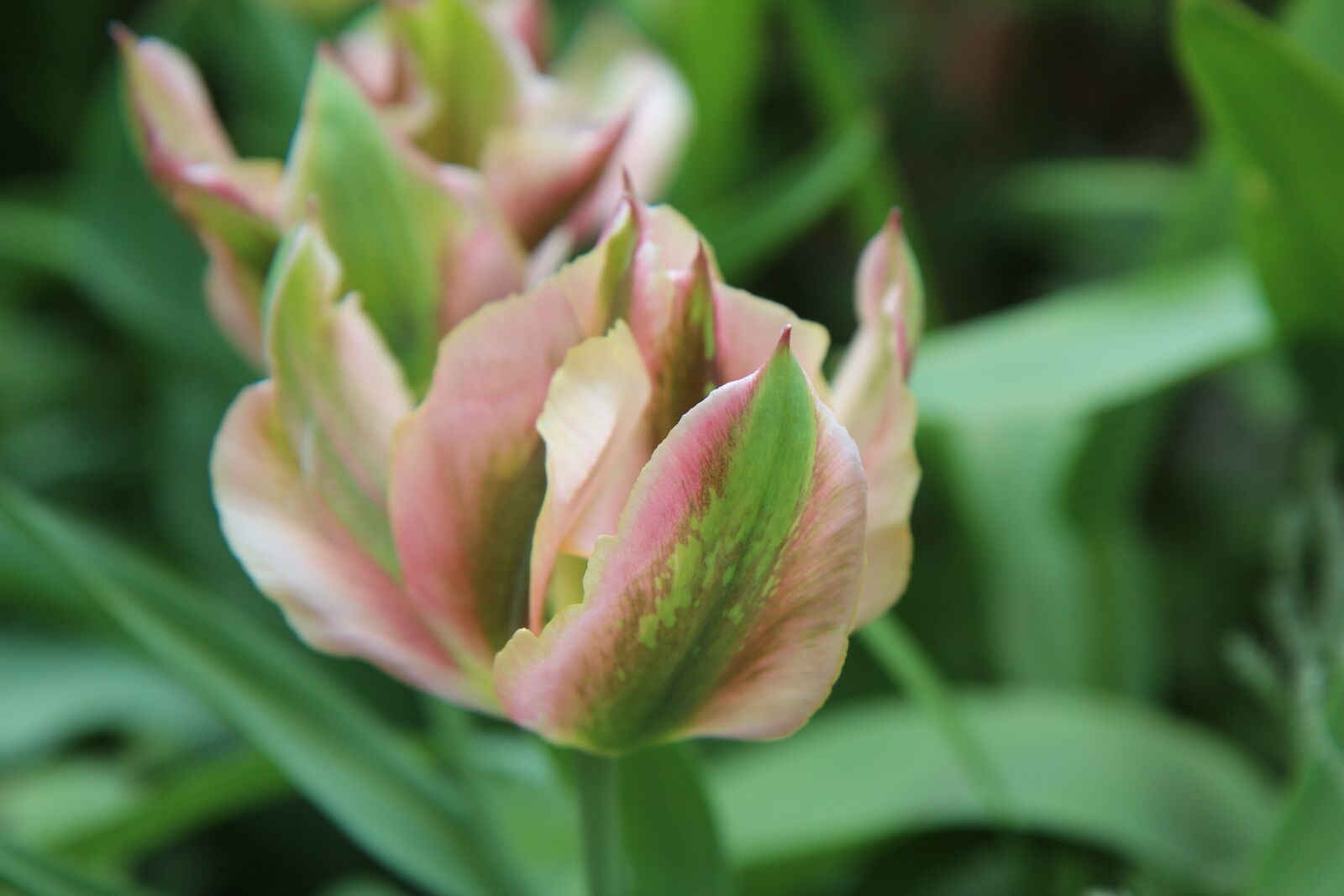 Canon EOS 600D (Rebel EOS T3i / EOS Kiss X5) sample photo. Tulip, tulip green, tulip photography