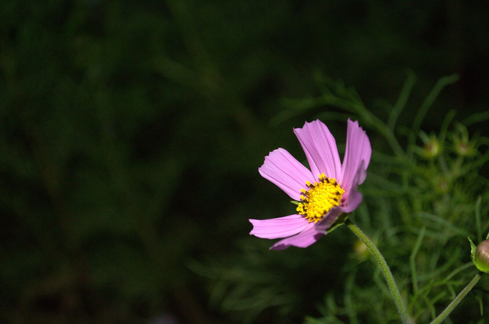 Nikon D3100 sample photo. Nature, flowers, cosmos photography