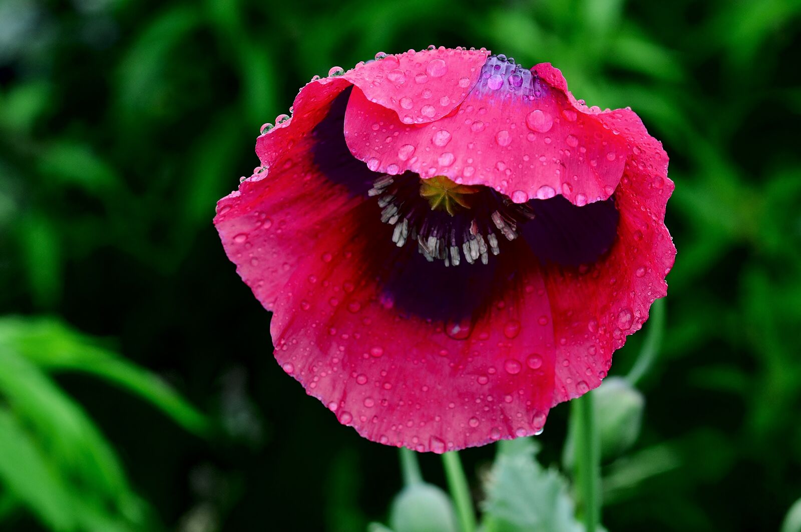 Nikon D5200 sample photo. Poppy, blossom, bloom photography