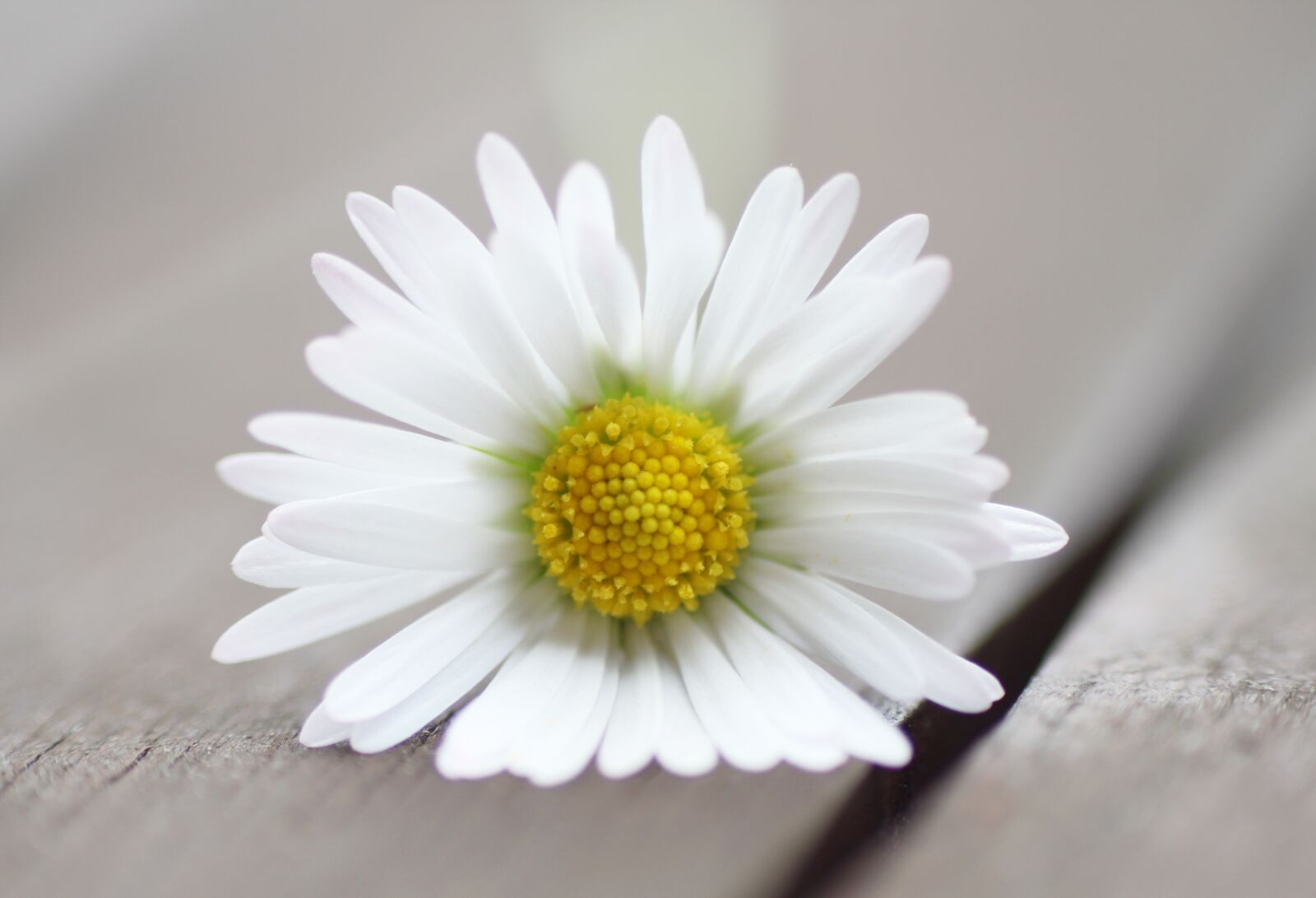 Canon EOS 500D (EOS Rebel T1i / EOS Kiss X3) sample photo. Flower, daisy, garden table photography