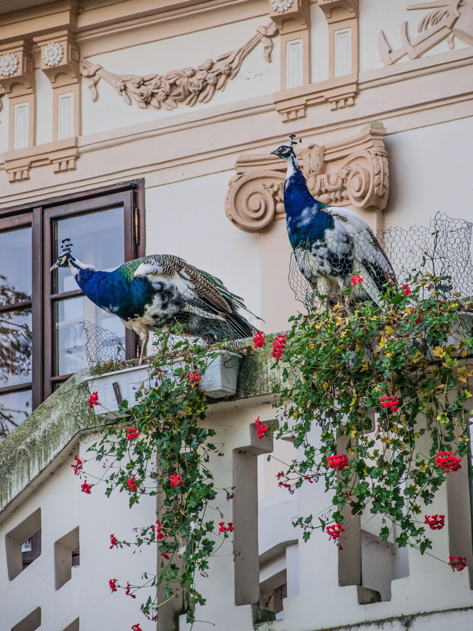 Nikon D5300 sample photo. Peacock, castle, architecture photography