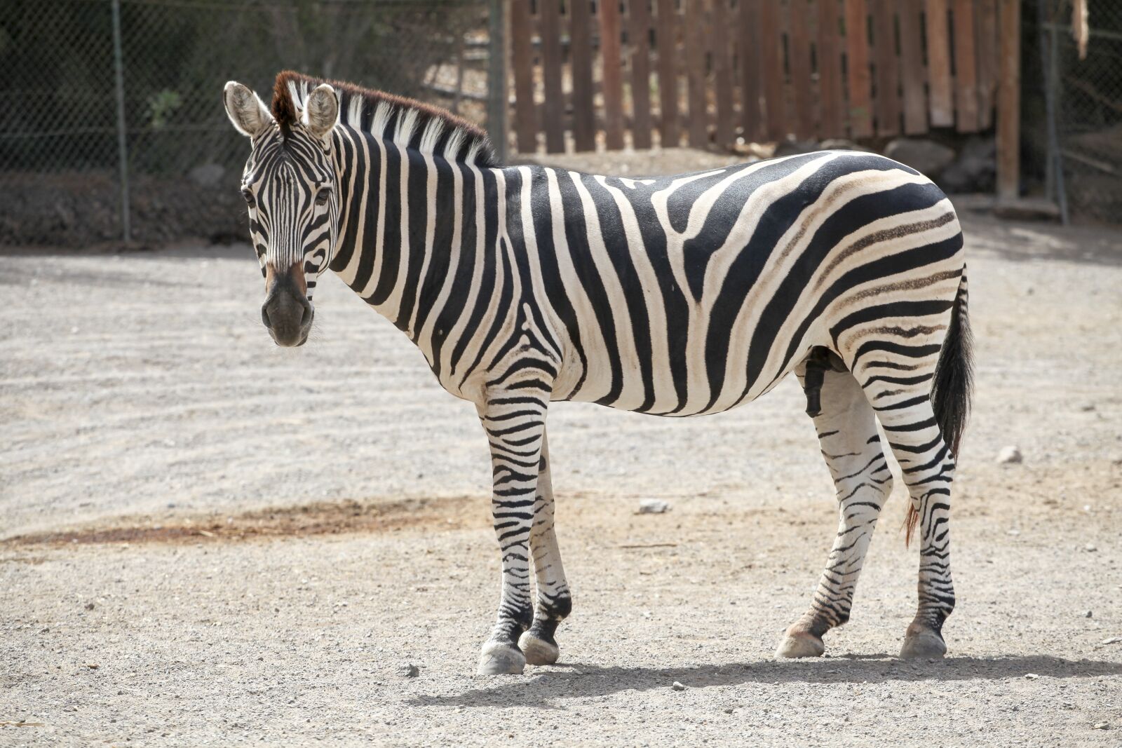 Canon EOS 5D Mark II sample photo. Zebra, animal, striped photography