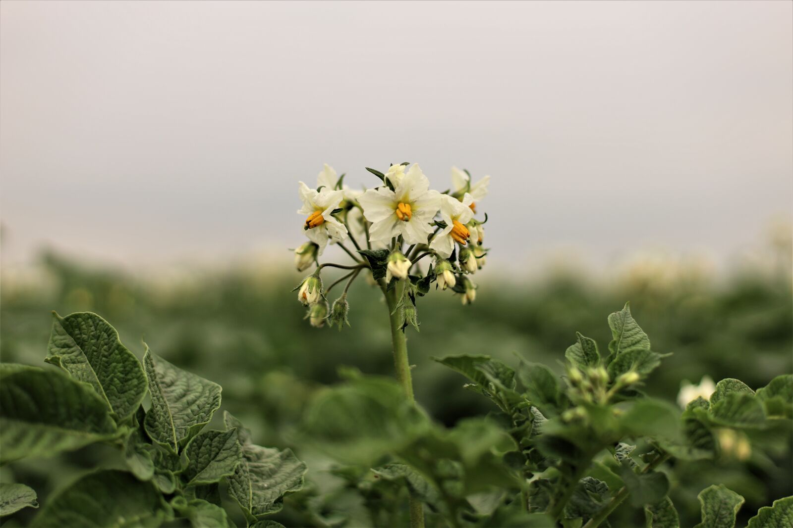 Canon EOS RP sample photo. Potato, potato blossoms, kempen photography
