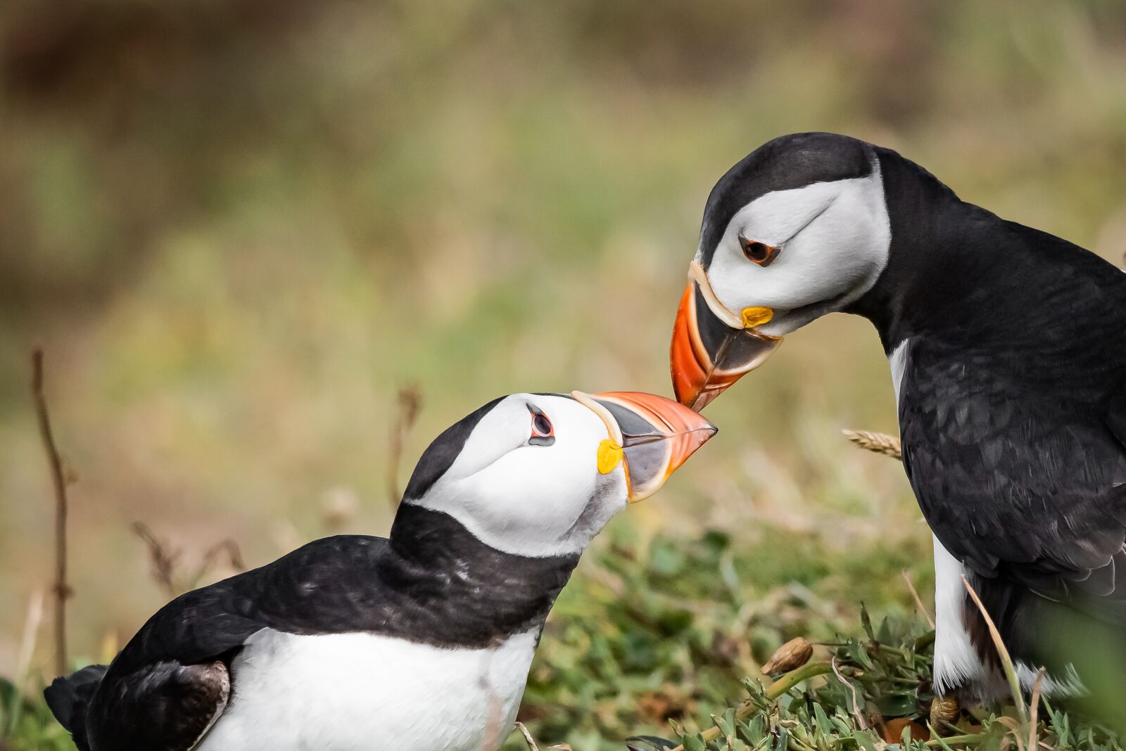 Nikon D810 sample photo. Puffins, birds, nature photography