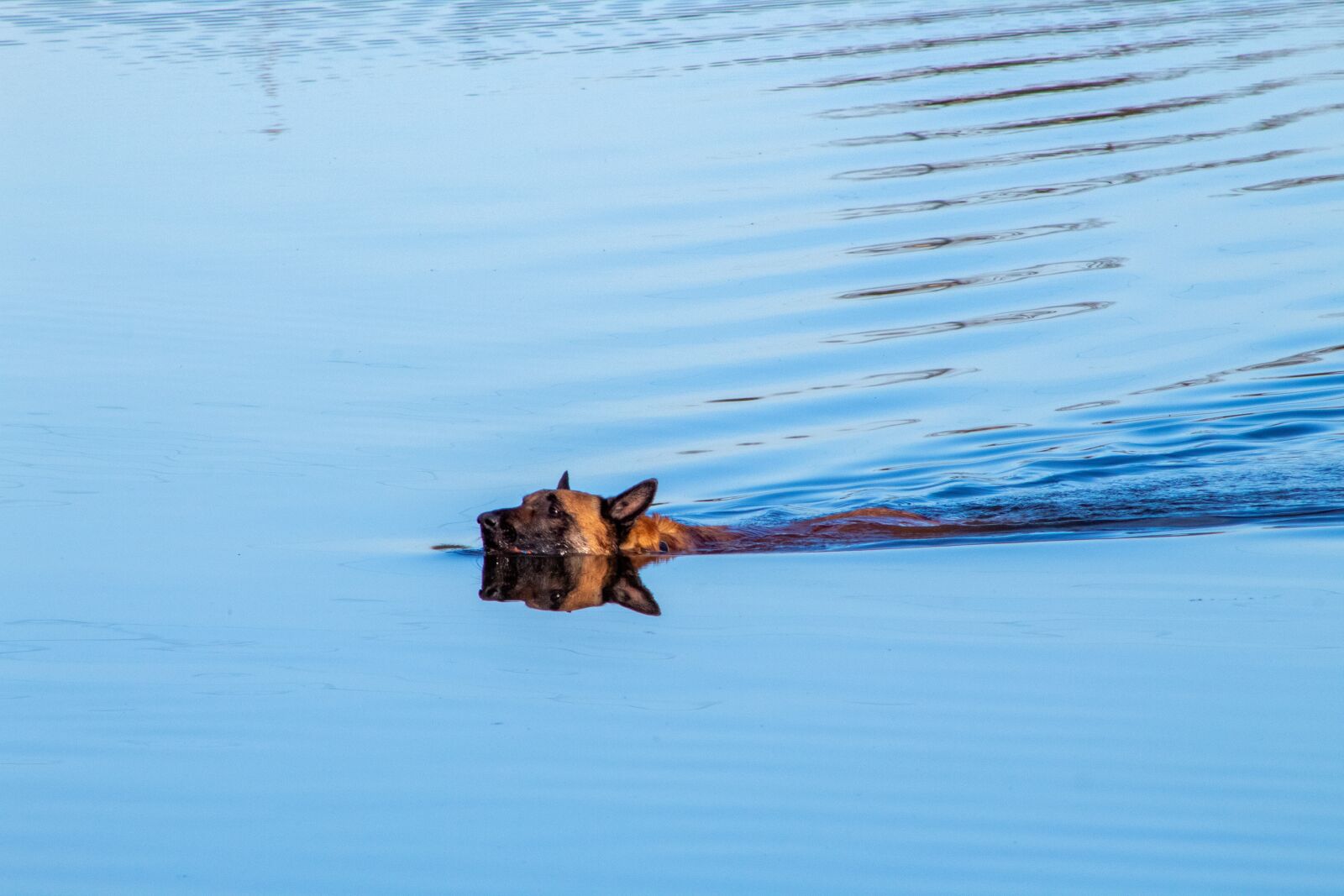Canon EF75-300mm f/4-5.6 sample photo. Dog, belgian malinois, dog photography