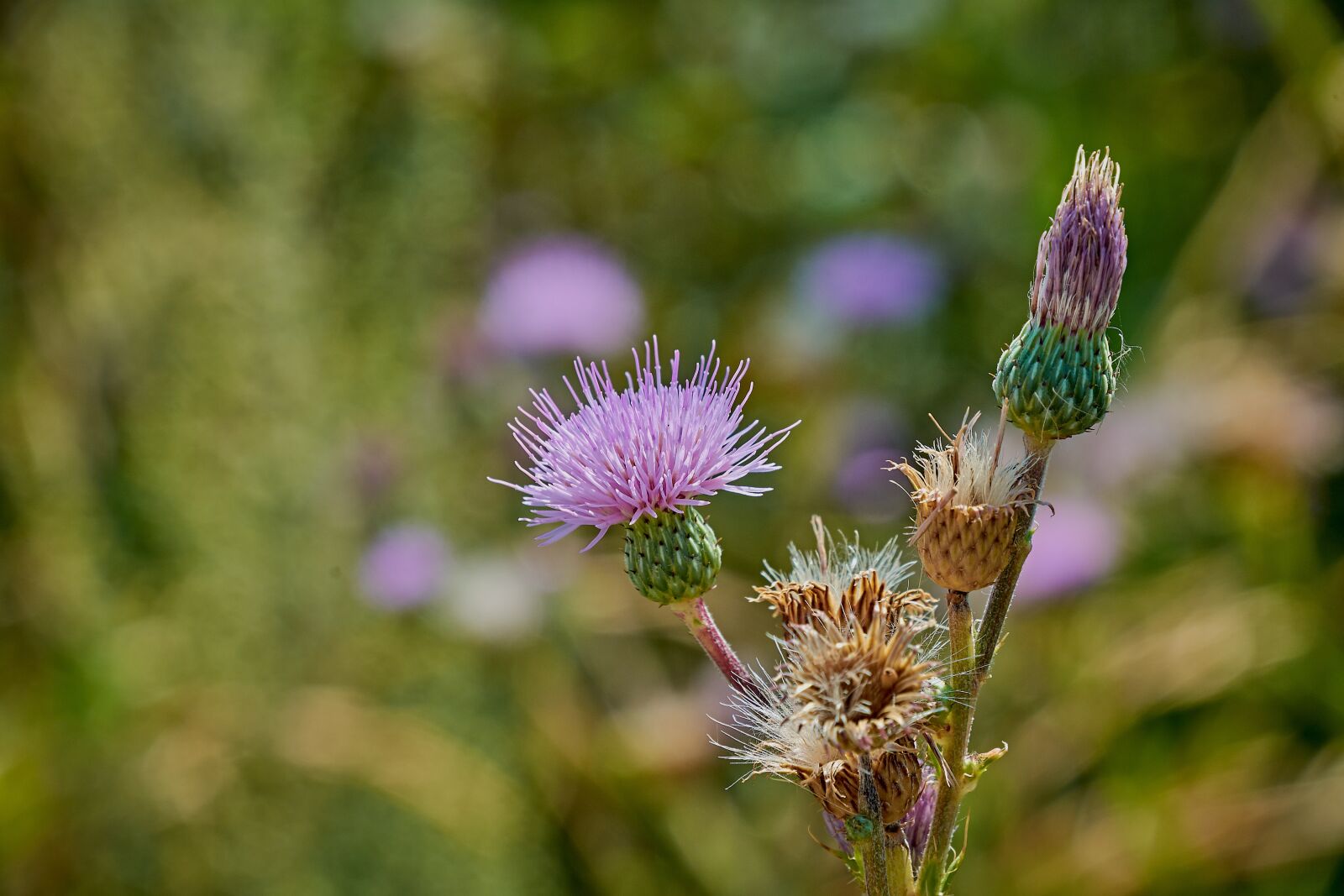 Nikon D7200 sample photo. Flower, thorns, thorny photography