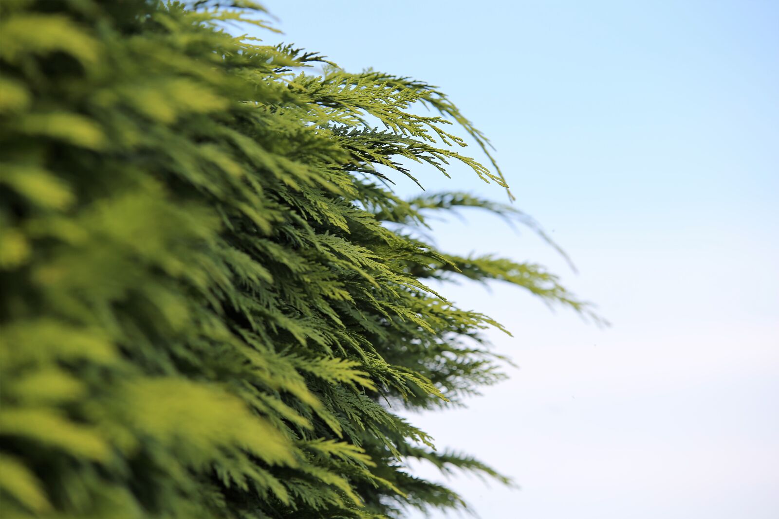 Tamron 70-210mm F4 Di VC USD sample photo. Cypress, leaves, tree photography