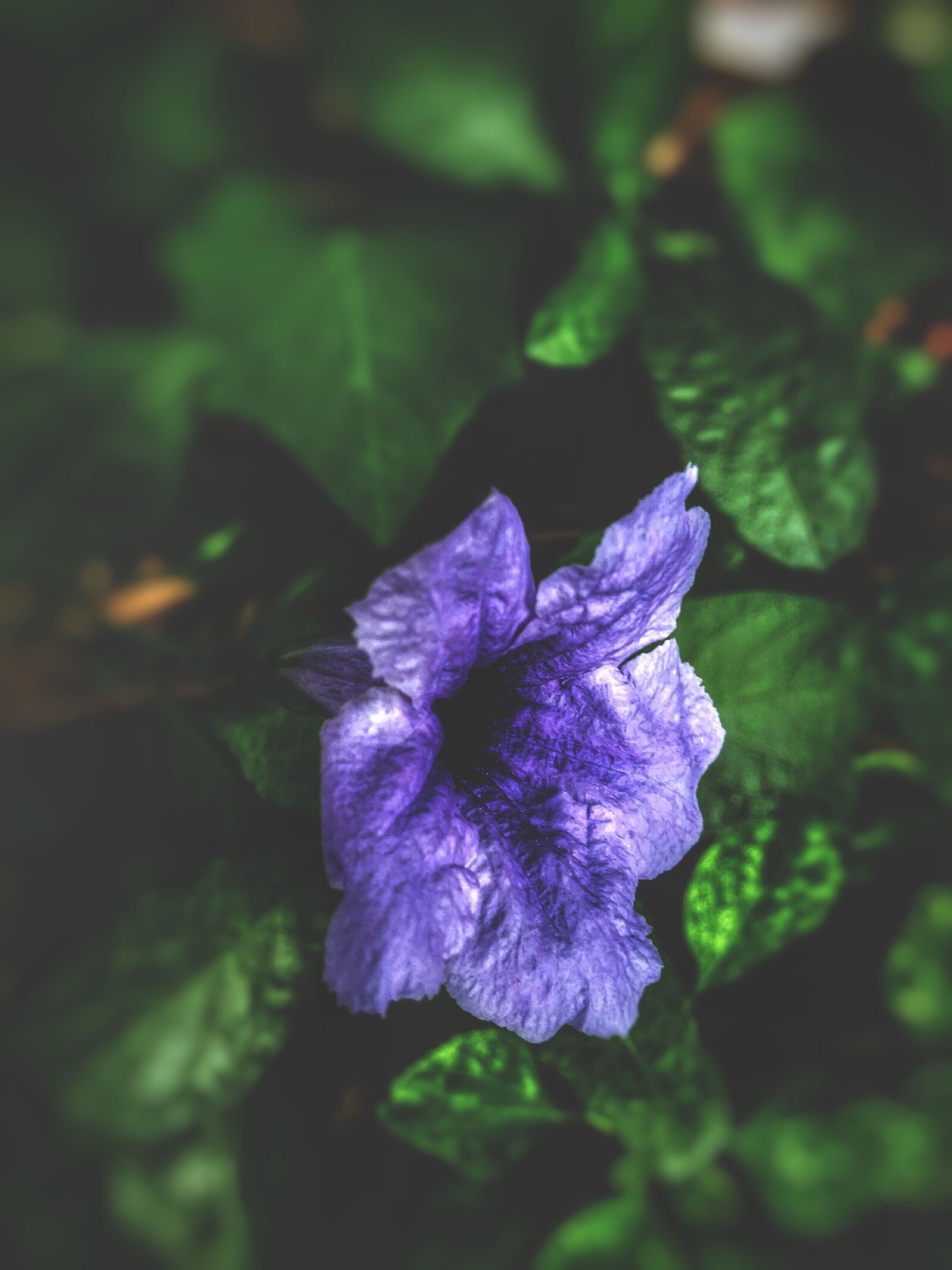 Motorola Moto G Play sample photo. Blurred background, violet flower photography