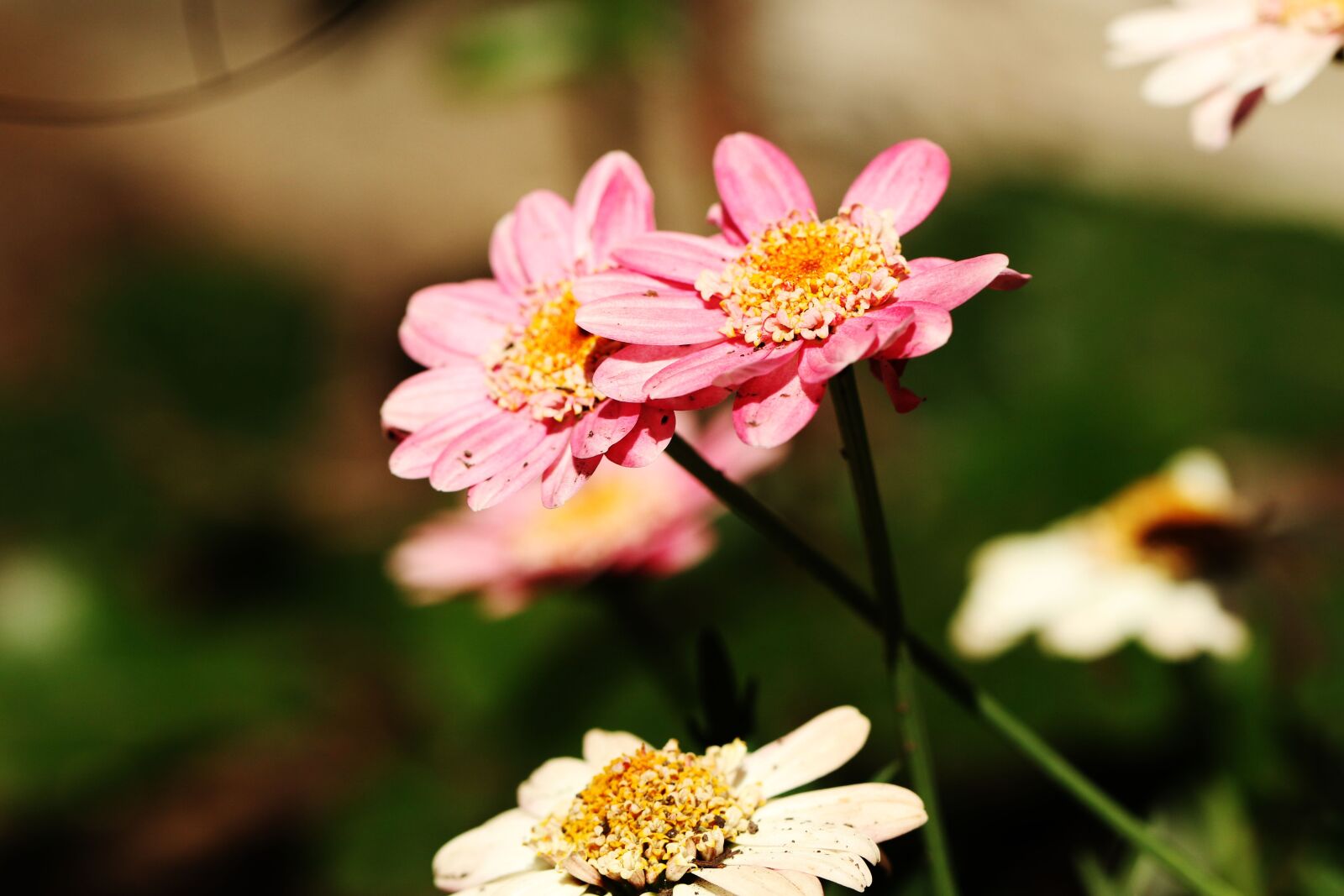Canon EOS 7D Mark II sample photo. Flower, garden, summer flower photography