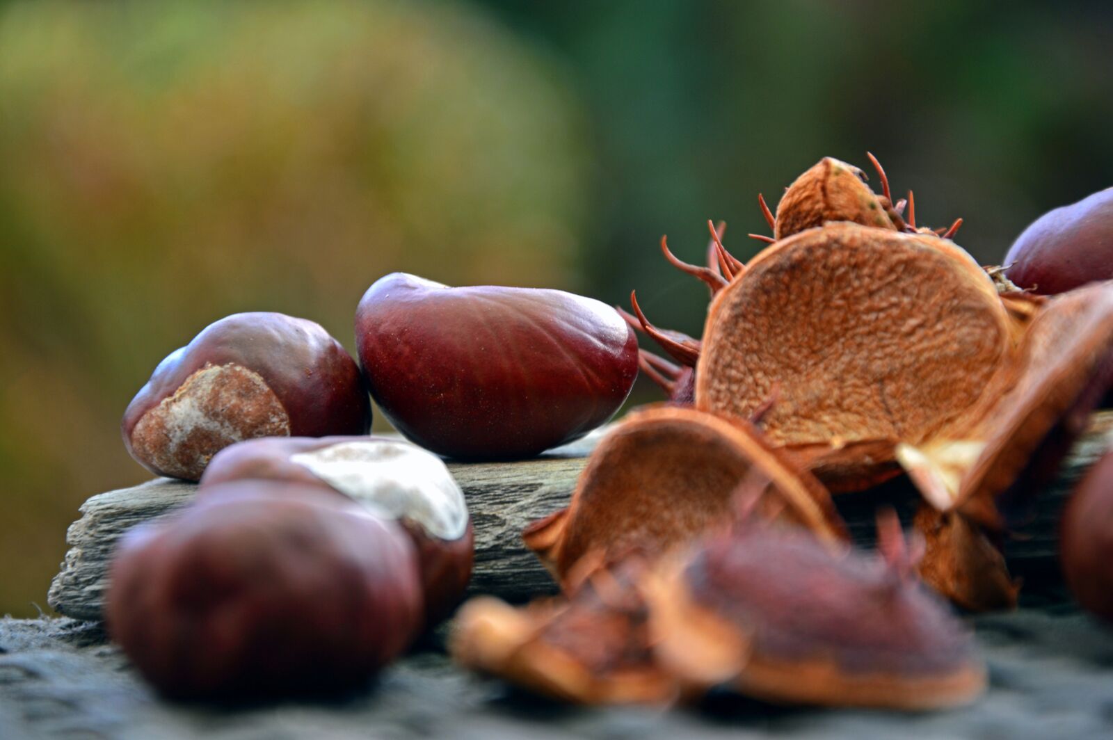 Nikon D3200 sample photo. Chestnut, fruits, chestnut fruit photography