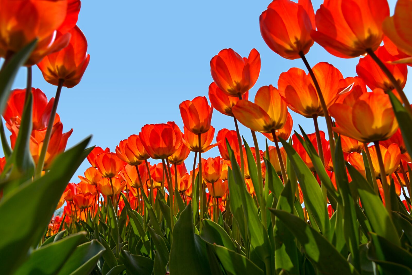 Nikon D7100 sample photo. Tulips, park, red photography