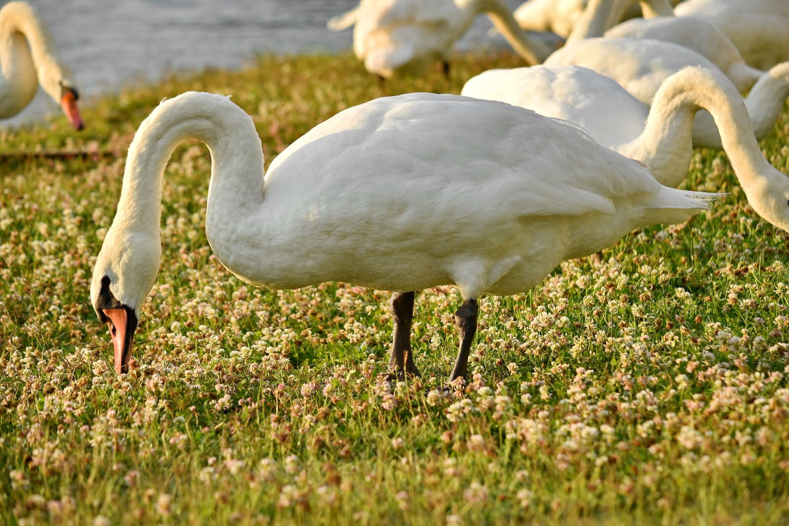 Nikon D5500 sample photo. Birds, grass plants, grazing photography