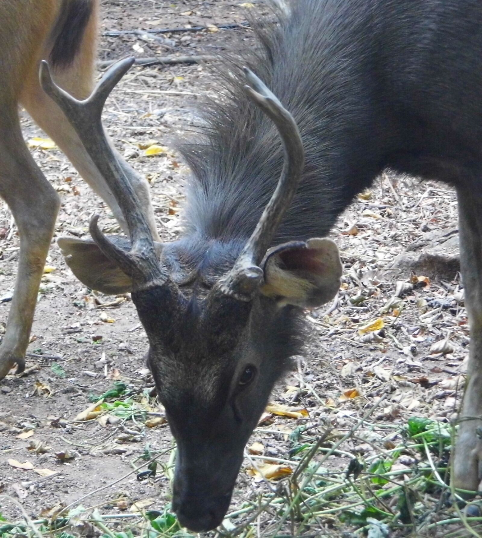 Benq GH600 sample photo. Deer, deerpark, thenmala, nature photography