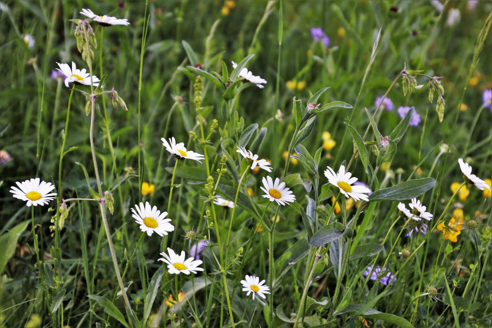 Canon EOS 80D sample photo. Wildflowers, camomile, meadow photography
