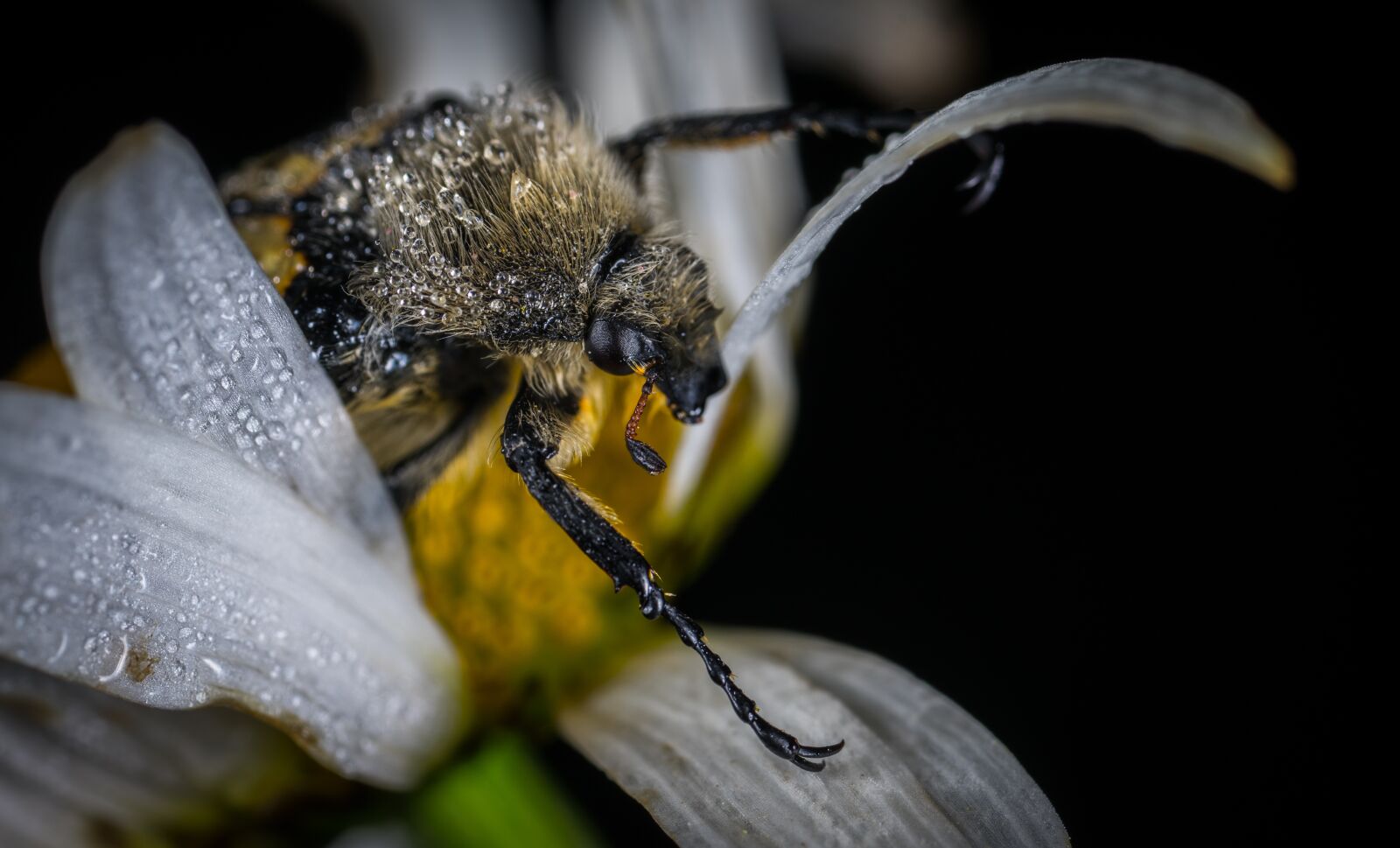 #124 65/2.8 sample photo. Insect, nature, bespozvonochnoe photography