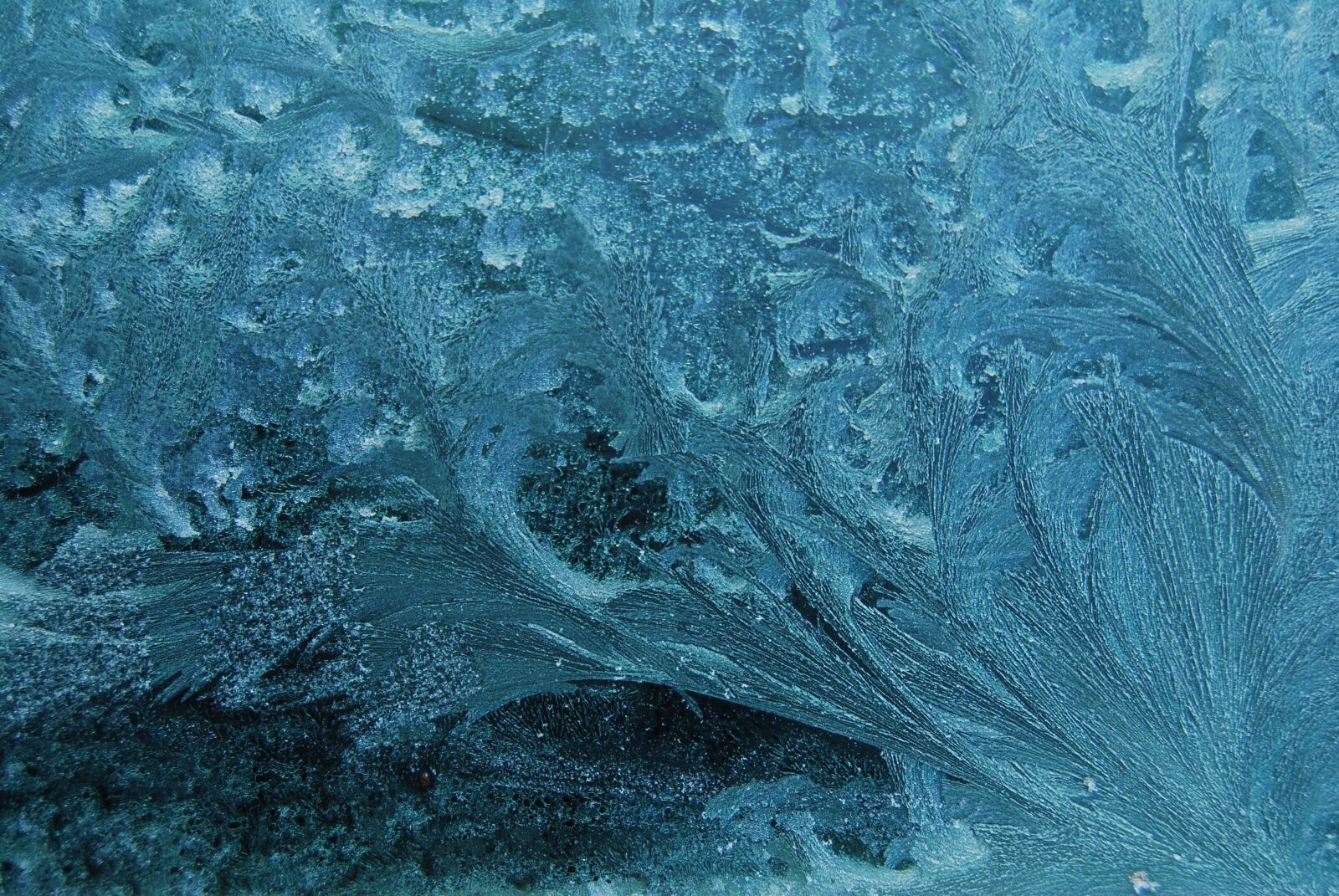 Nikon D40X sample photo. Frost, frozen, freeze photography