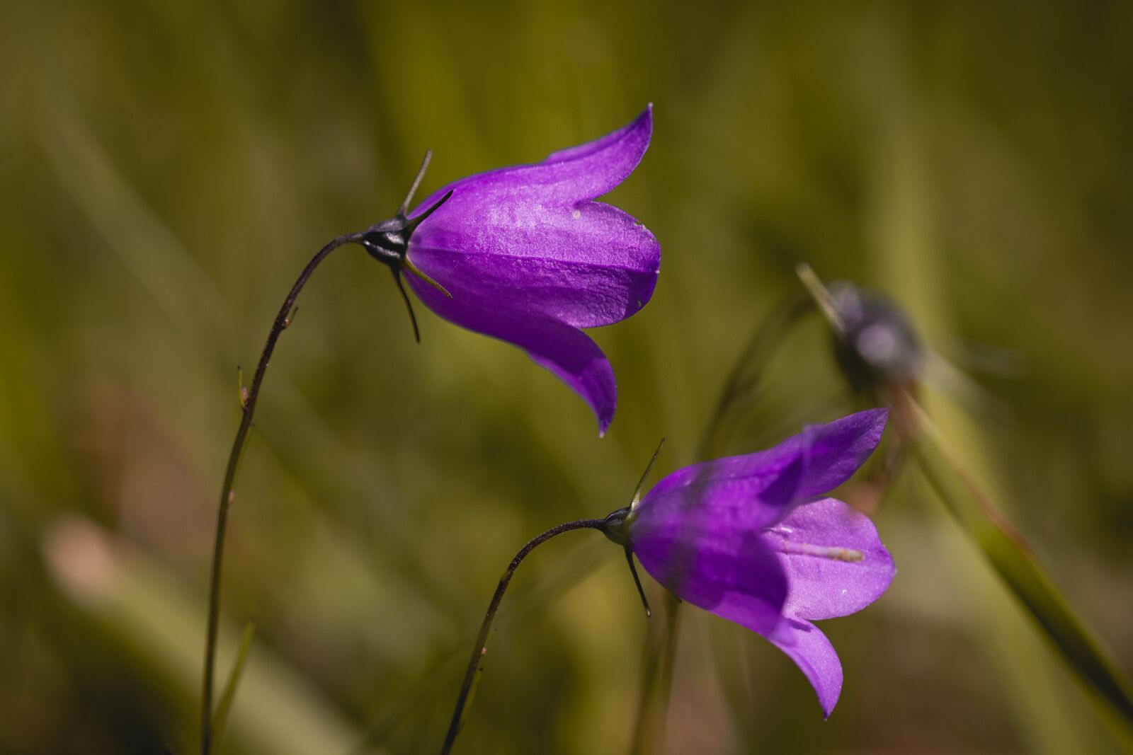 Nikon D7100 sample photo. Flower, purple, purple flower photography