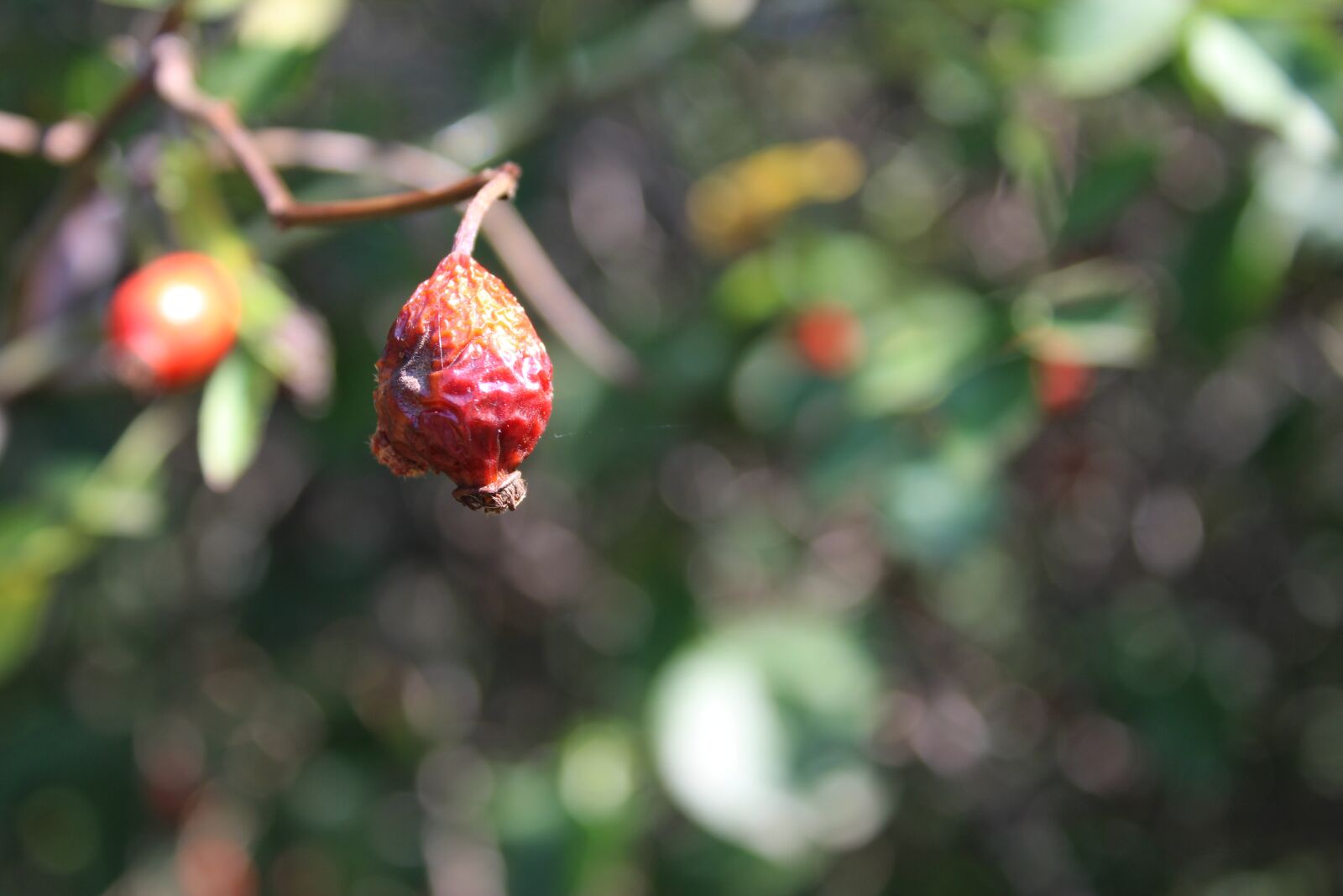 Canon EOS 1200D (EOS Rebel T5 / EOS Kiss X70 / EOS Hi) sample photo. Rosehips, red, dried photography