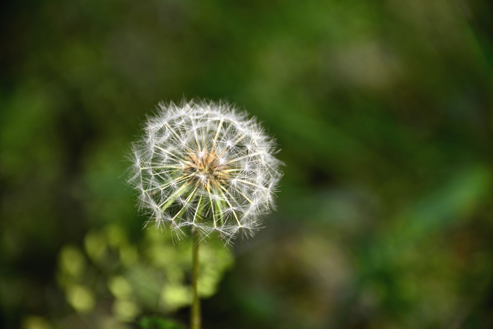 Nikon D800E sample photo. Dandelion, seeds, white photography