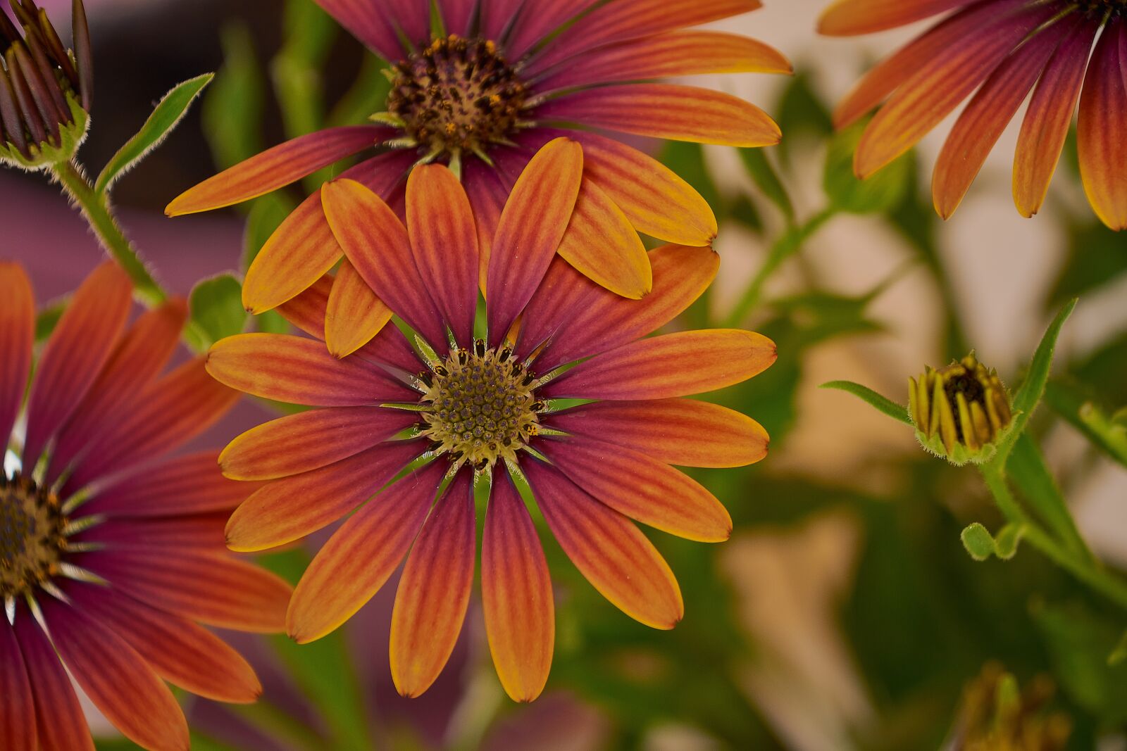 Nikon D7200 sample photo. Outbreak, daisy, garden photography