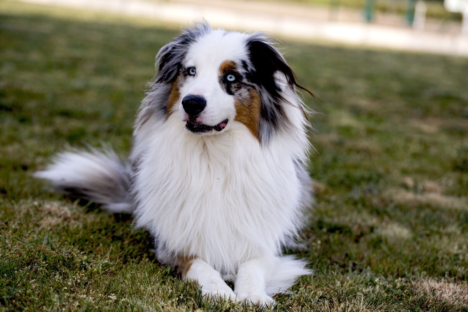 Canon EF 100mm F2.8L Macro IS USM sample photo. Animal, dog, canine photography