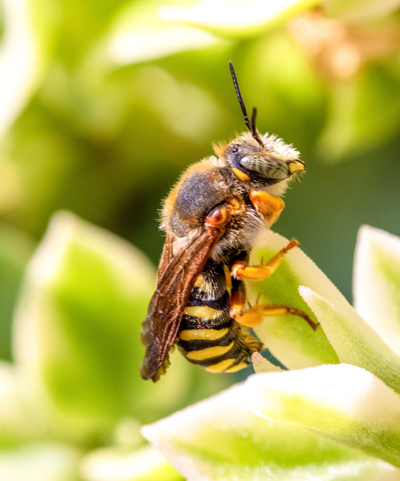 Canon EOS 1300D (EOS Rebel T6 / EOS Kiss X80) sample photo. Bee, pollen, insect photography