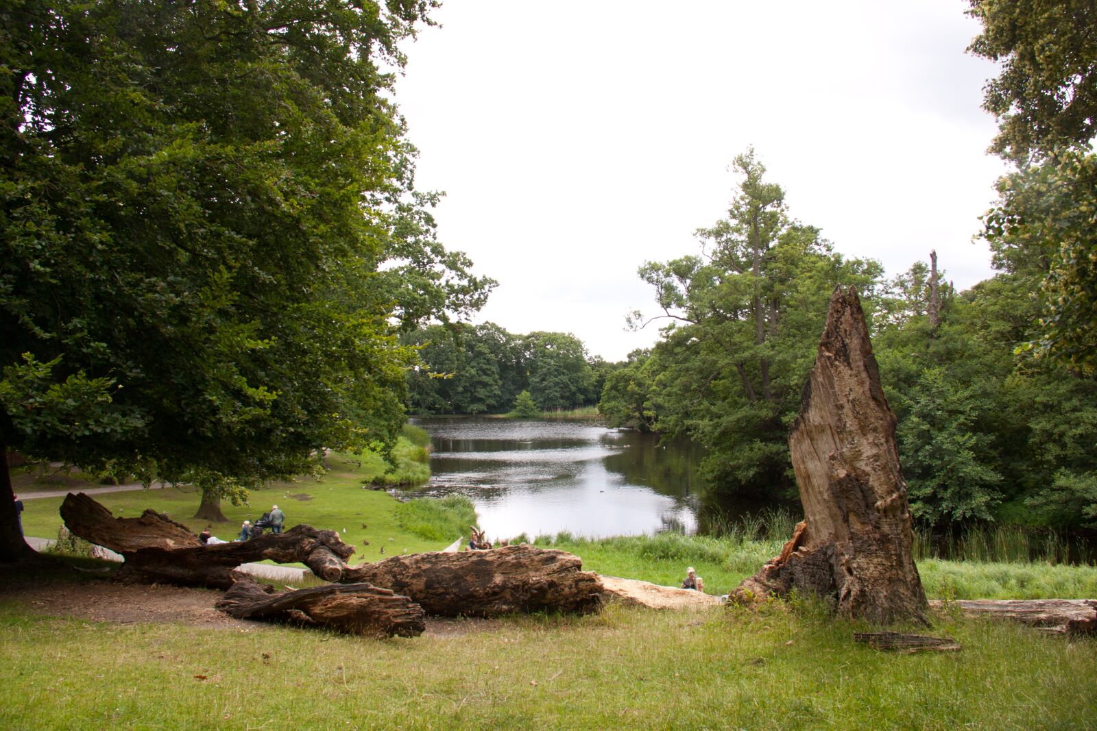 Canon EOS 50D sample photo. Skovlysning, tree trunks, lakeshore photography