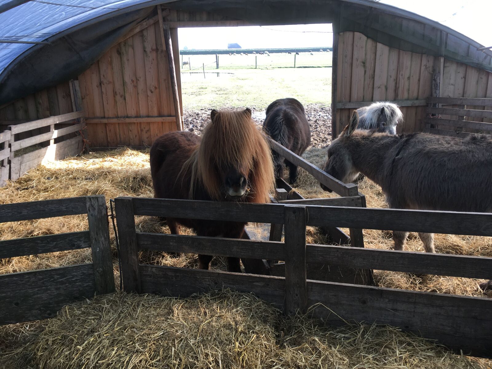 iPhone SE back camera 4.15mm f/2.2 sample photo. Pony, texel, animals photography