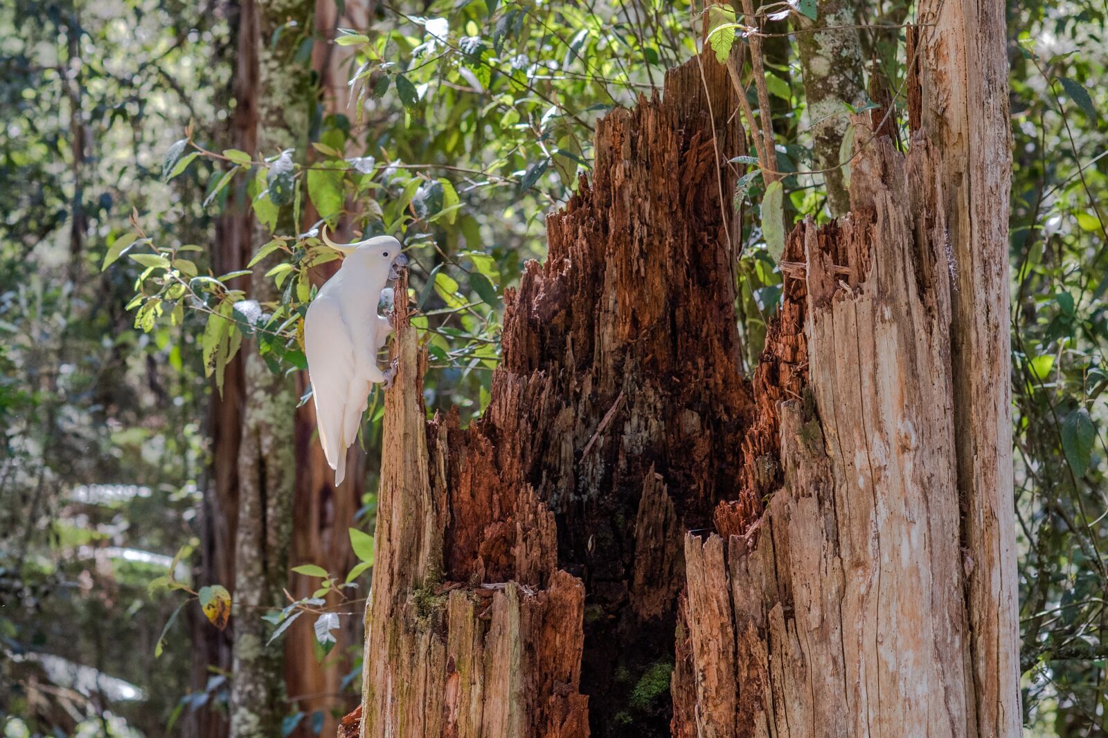 Nikon D750 sample photo. Sulphur-crested cockatoo, cockatoo, bird photography