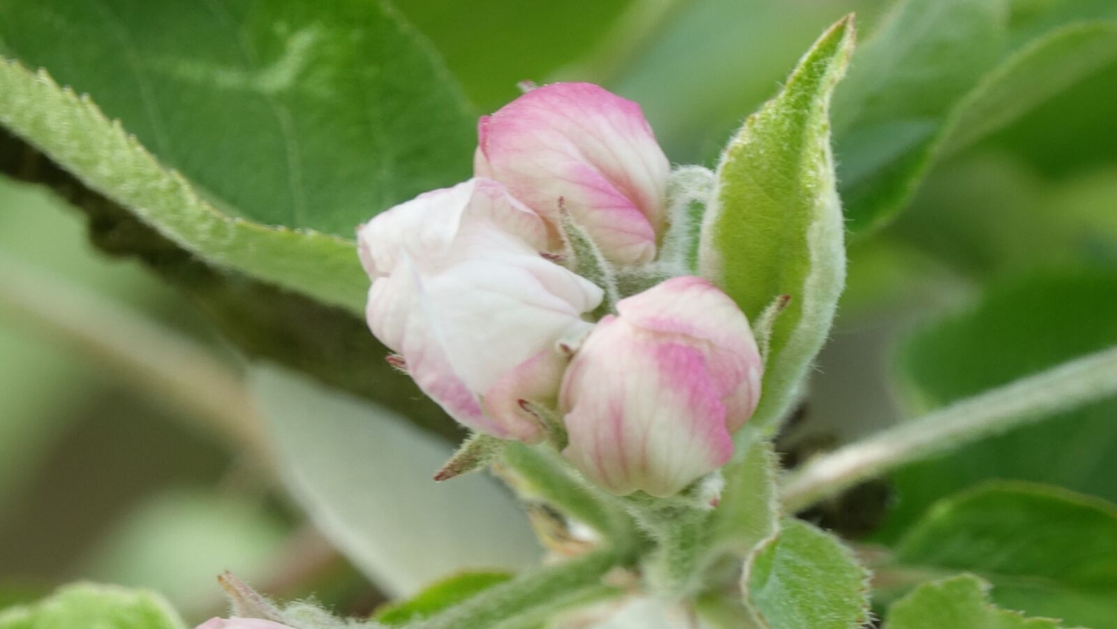 Sony Cyber-shot DSC-RX10 III sample photo. Nature, leaf, flower photography