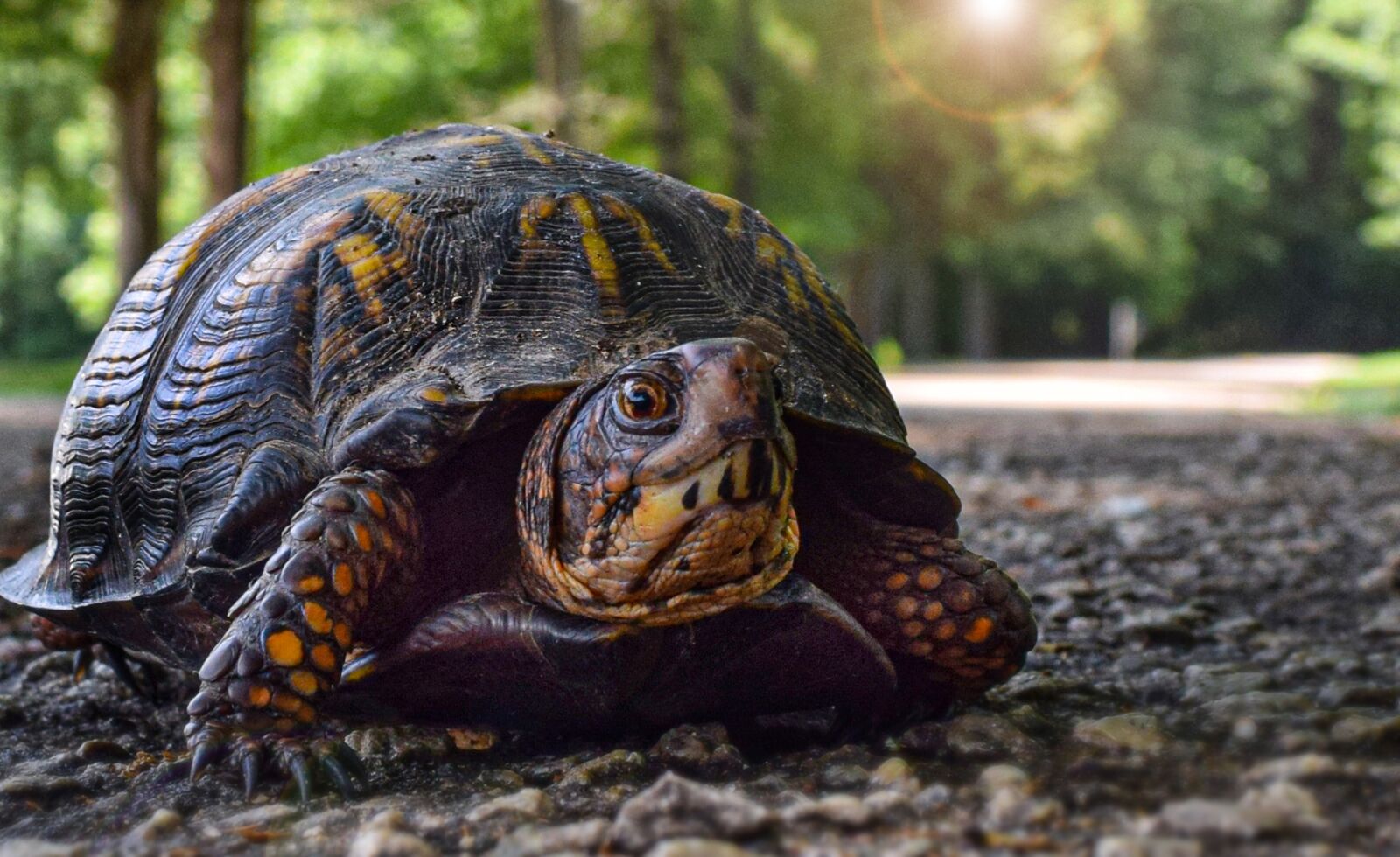 Nikon D5300 sample photo. Turtle, tortoise, nature photography