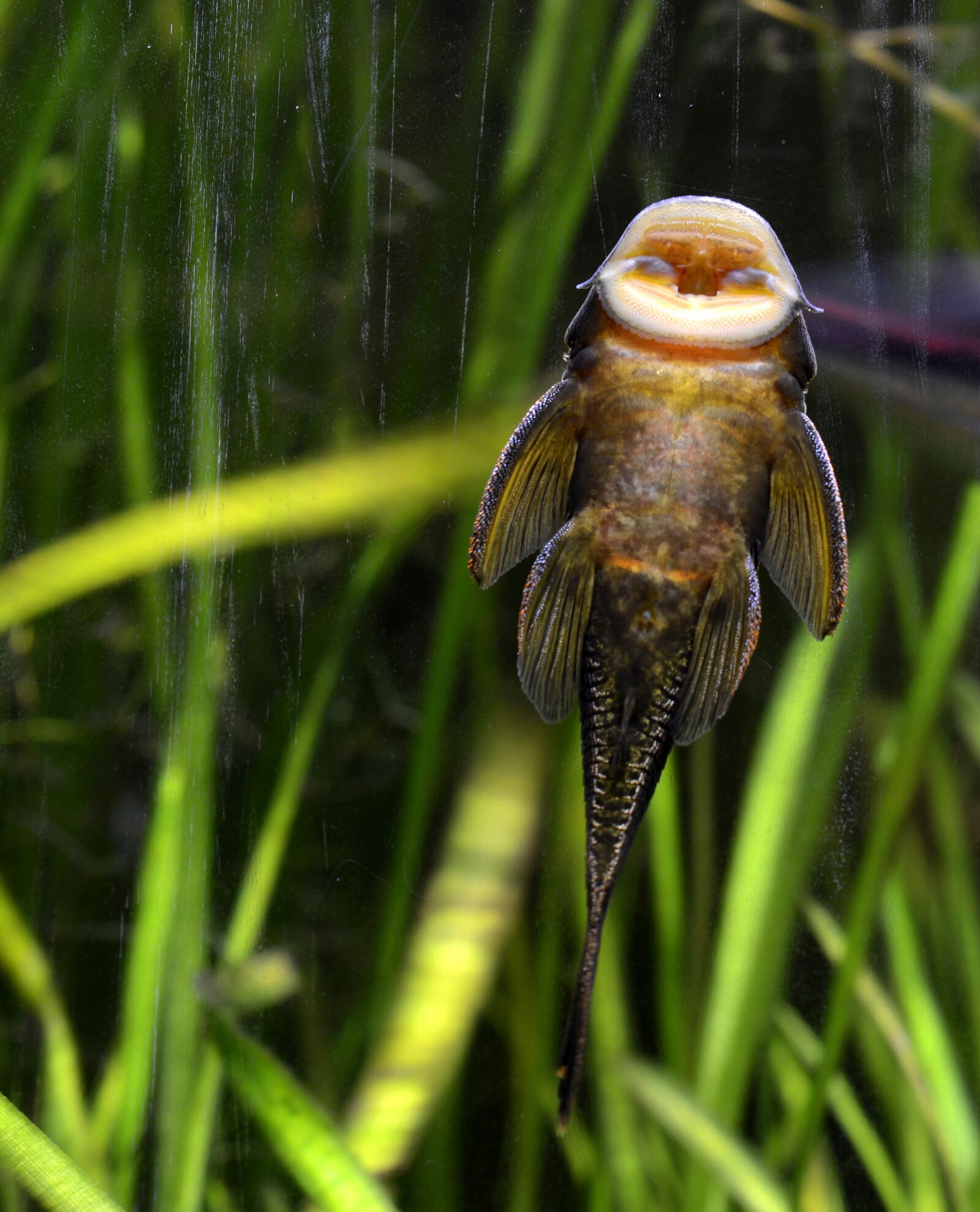 Nikon D7100 sample photo. Cleaning fish, fish, creature photography