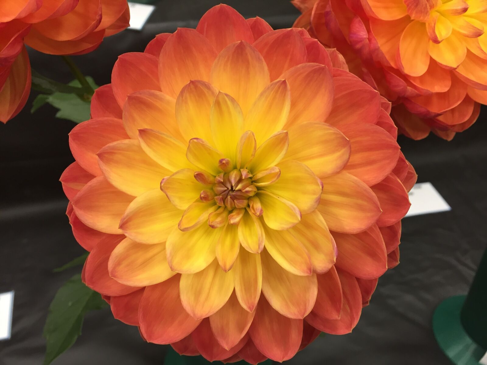 Apple iPhone 6 sample photo. Dahlia, orange, flower photography