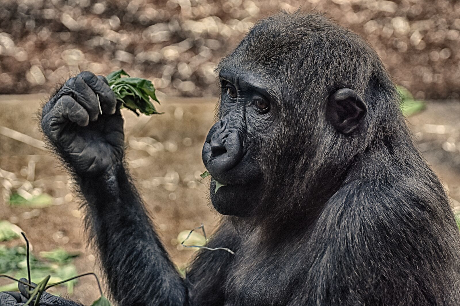 Nikon D7200 sample photo. Gorilla, monkey, animal photography